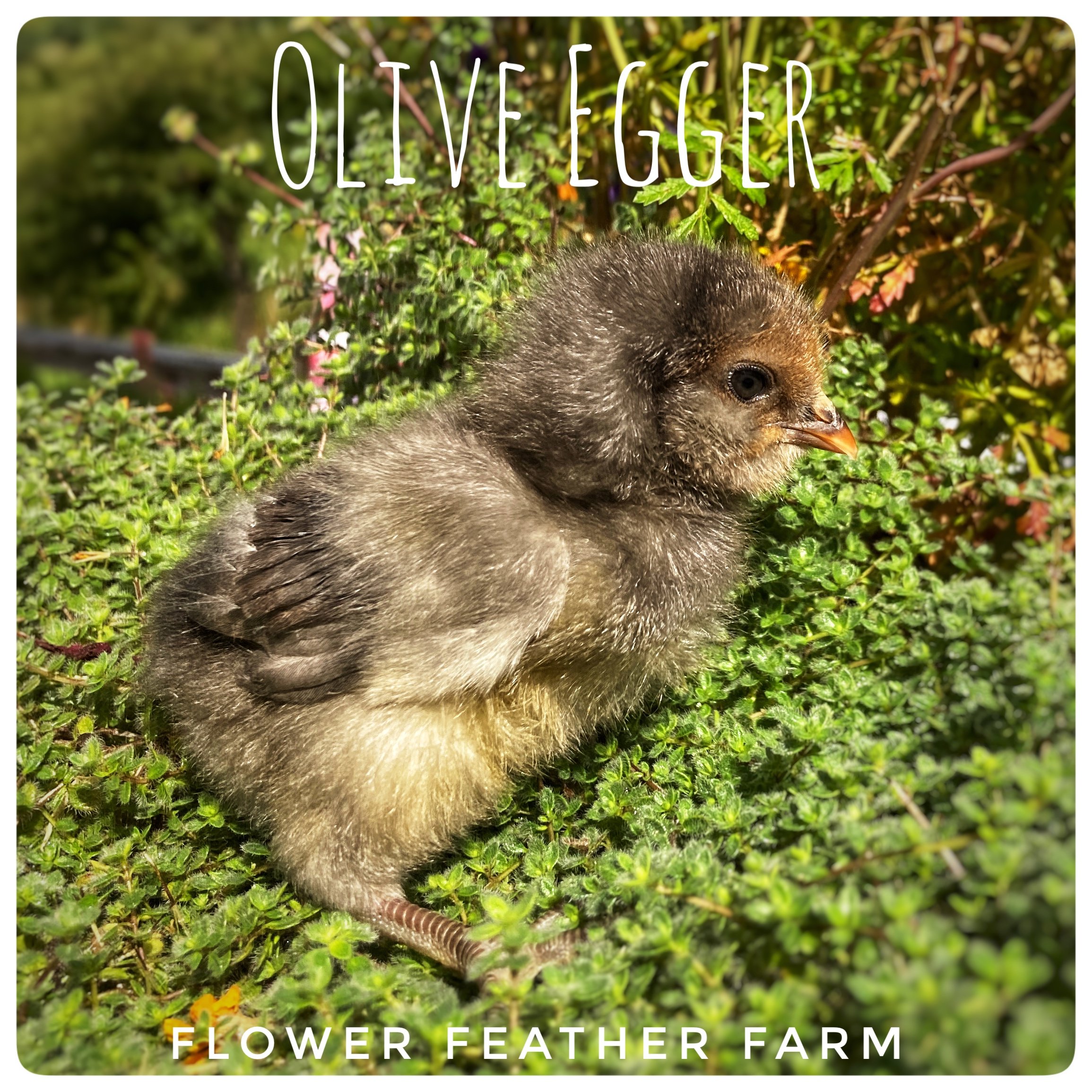 Olive Egger Chick at Flower Feather Farm, Specialty Chicks and Dahlia Tubers 