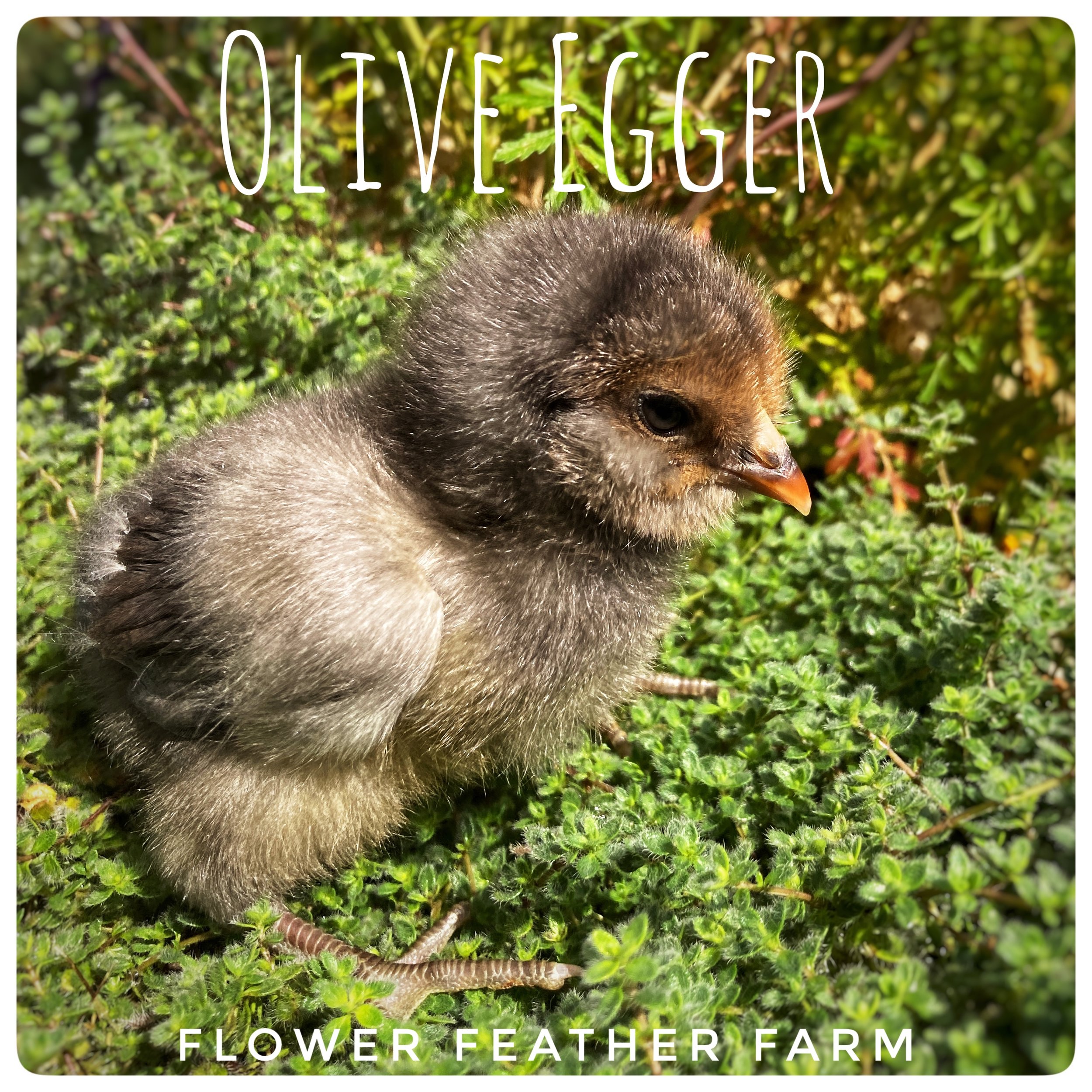 Olive Egger Chick at Flower Feather Farm, Specialty Chicks and Dahlia Tubers 