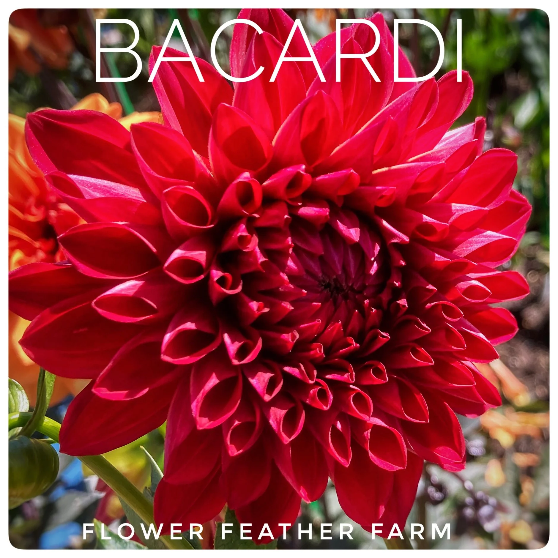 Bacardi Dahlia Tubers B12 At Flower Feather Farm Specialty Chicks And Bacardi Dahlia Tubers B12 At Flower Feather Farm Specialty Chicks And