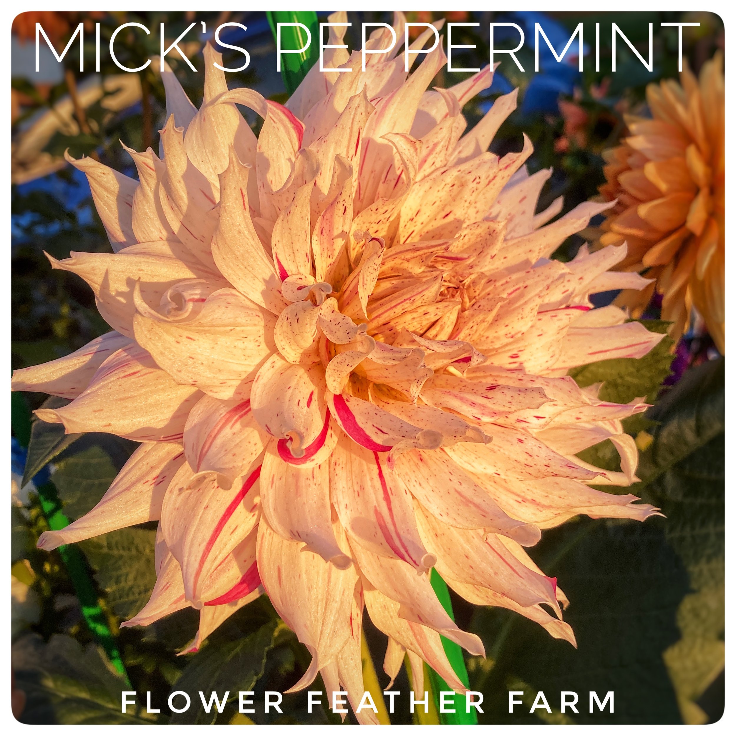Mick's Peppermint Dahlias at Flower Feather Farm, Specialty Chicks and Dahlia Tubers, a Washington State Dahlia farm -- dahlia grower near me