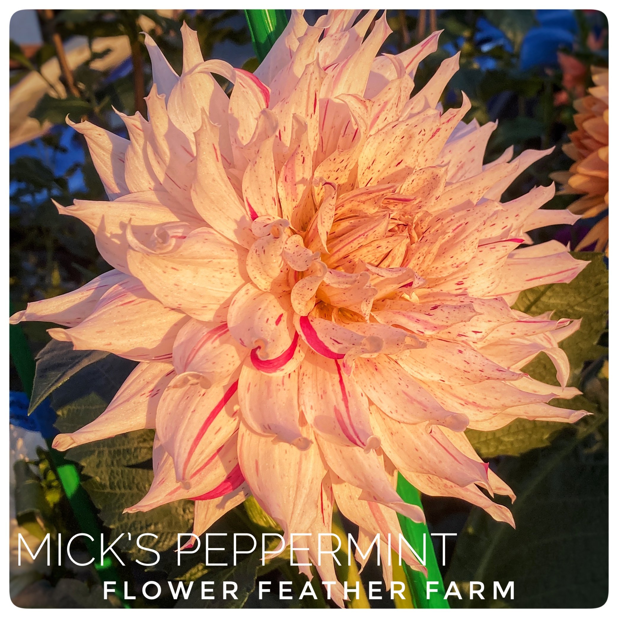 Mick's Peppermint Dahlias at Flower Feather Farm, Specialty Chicks and Dahlia Tubers, a Washington State Dahlia farm -- dahlia grower near me