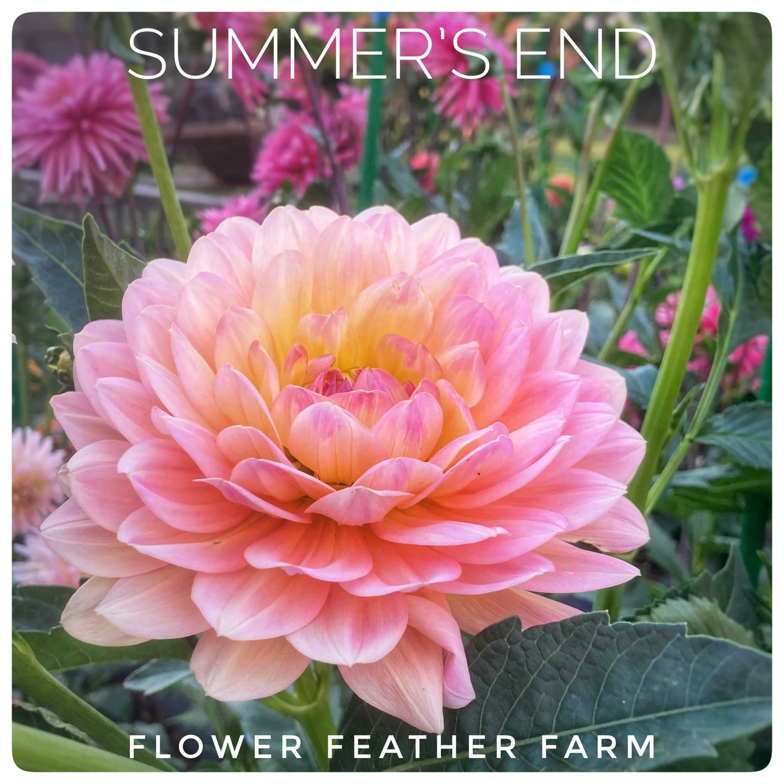 Flower Feather Farm Specialty Chicks & Dahlias