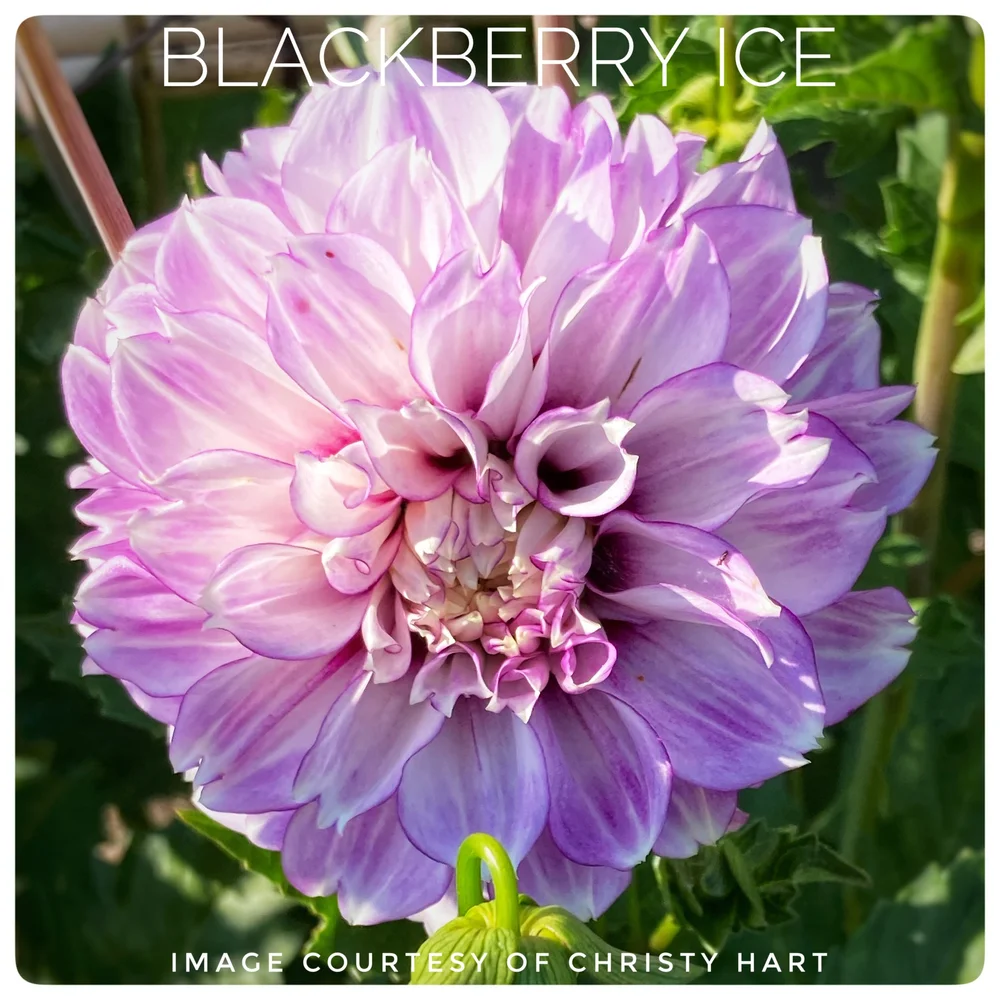 Shiloh Noelle Dahlias at Flower Feather Farm, Specialty Chicks and