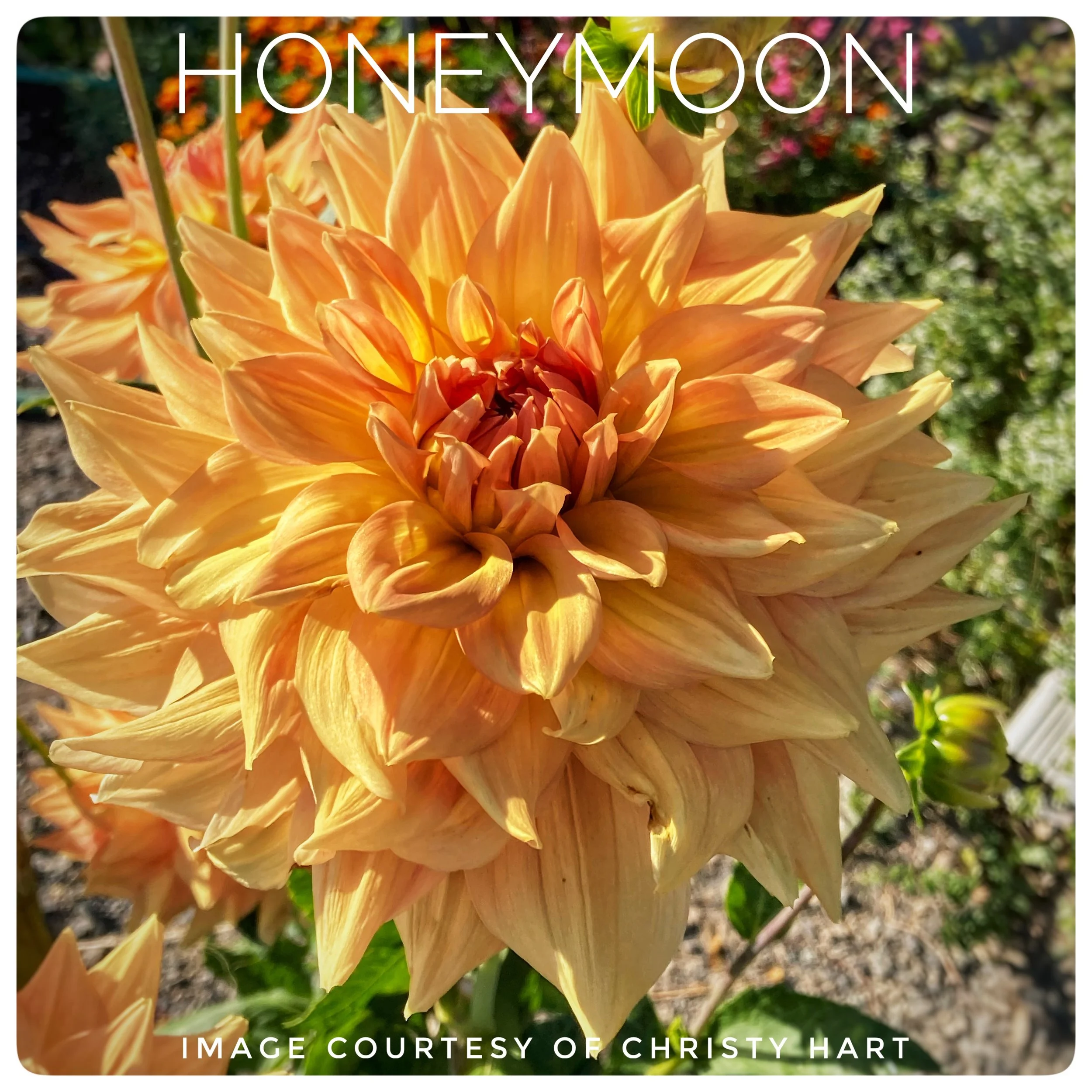 Hercules Dahlias at Flower Feather Farm, specialty chicks and dahlias