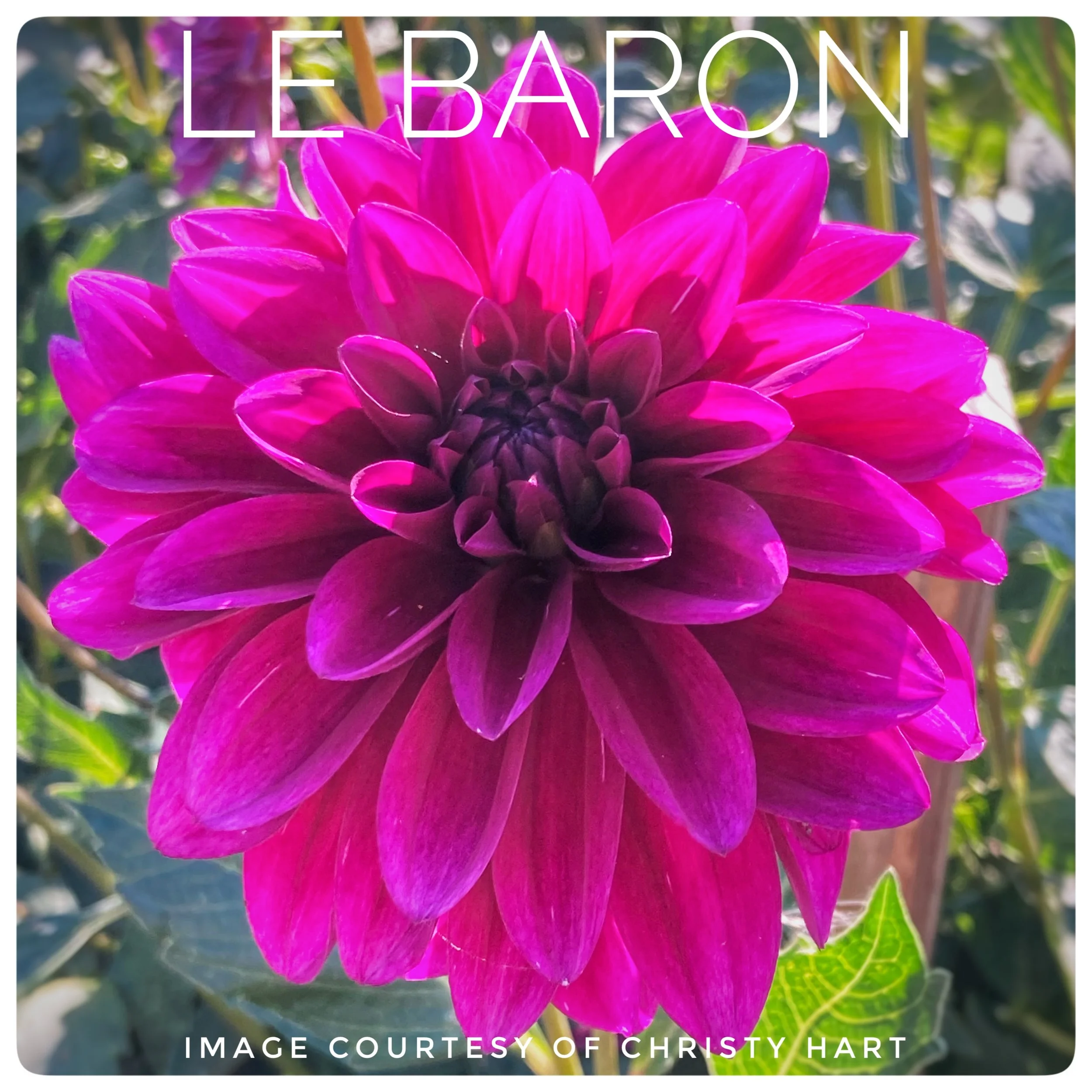 Dahlia Tubers — Flower Feather Farm Chicks & Dahlias