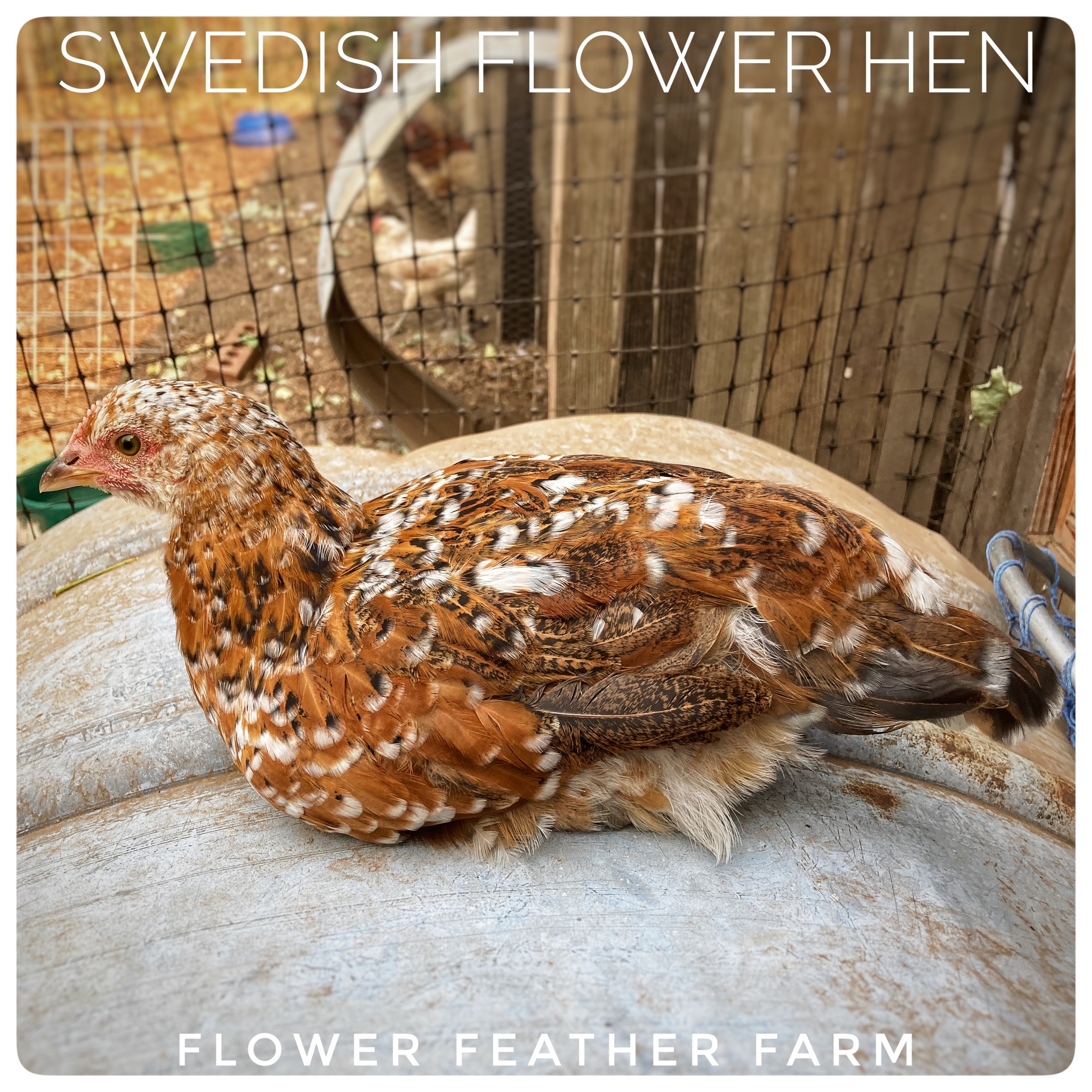 Swedish Flower Hen Chick