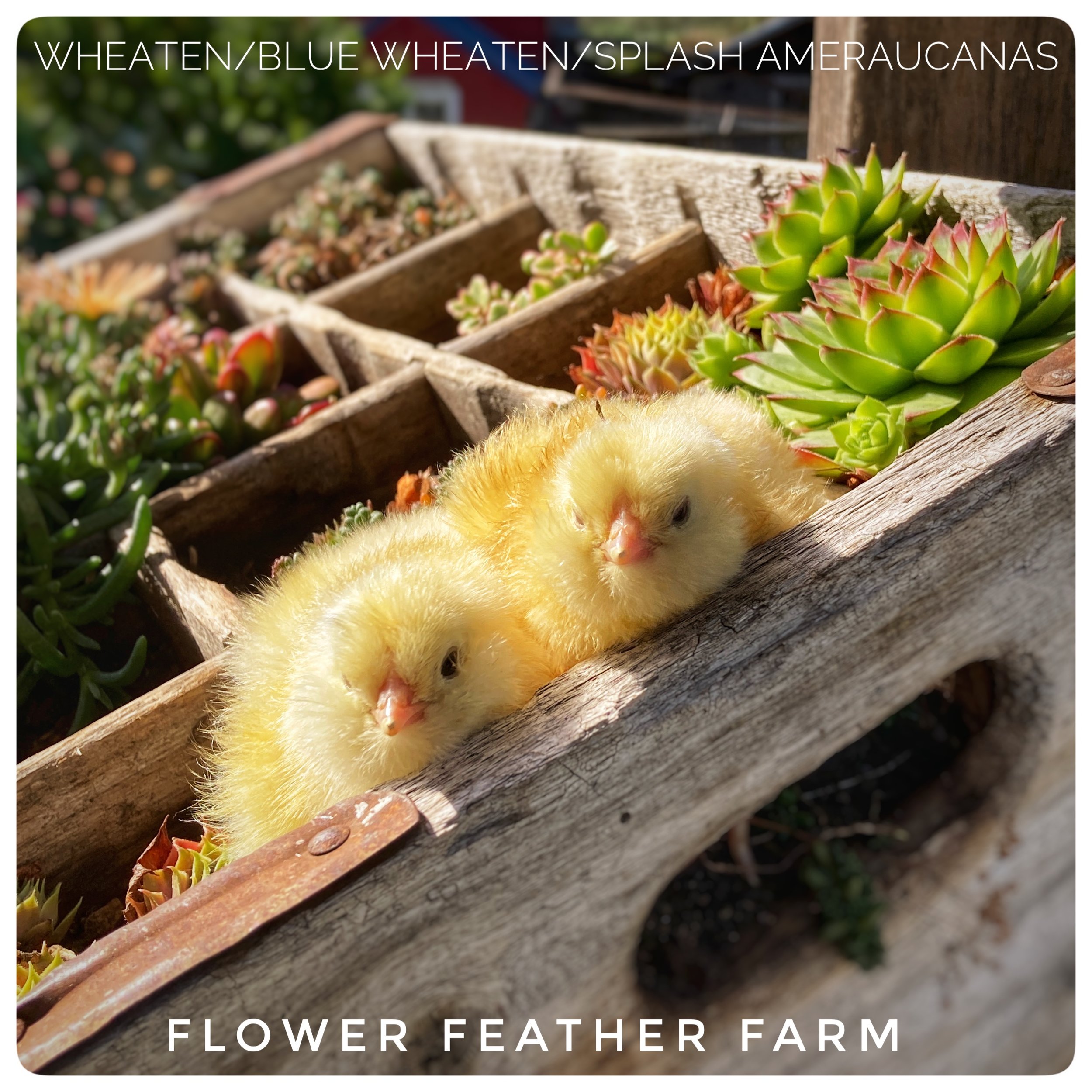 Wheaten/Blue Wheaten/Splash Ameraucana Chicks at Flower Feather Farm, Specialty Chicks and Dahlia Tubers 