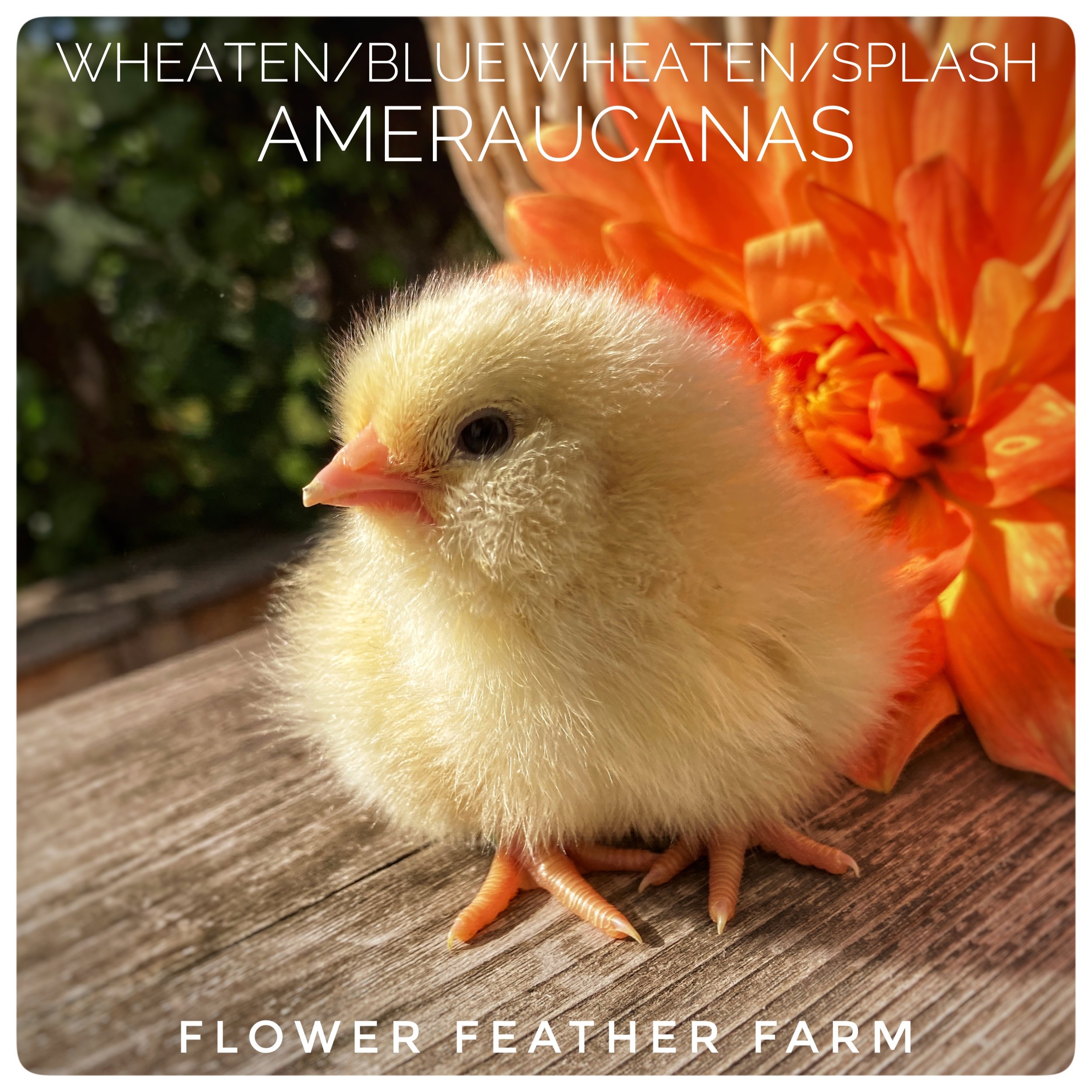 Wheaten/Blue Wheaten/Splash Ameraucana Chicks at Flower Feather Farm, Specialty Chicks and Dahlia Tubers 