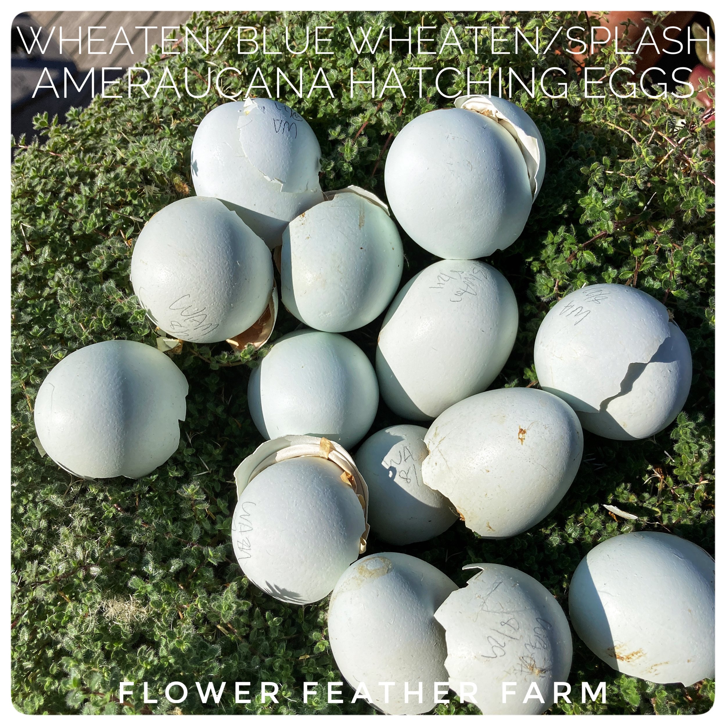 Wheaten/Blue Wheaten/Splash Ameraucana Hatching Eggs at Flower Feather Farm, Specialty Chicks and Dahlia Tubers 