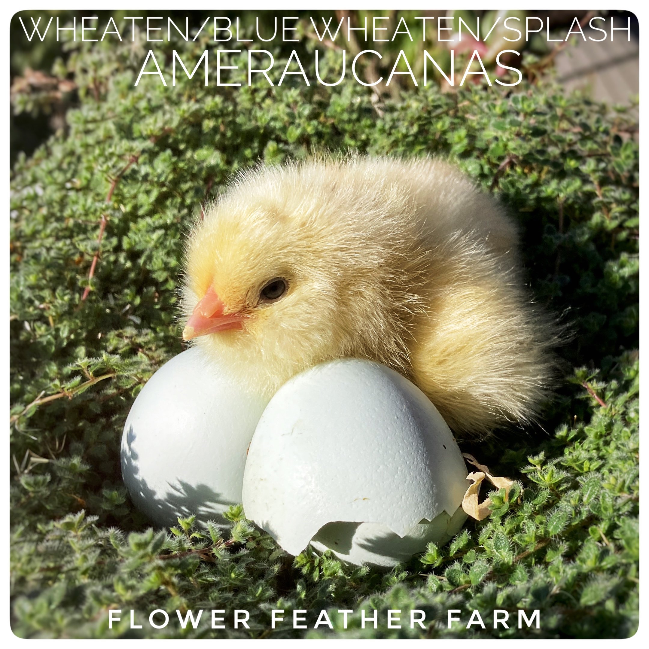 Wheaten/Blue Wheaten/Splash Ameraucana Chicks at Flower Feather Farm, Specialty Chicks and Dahlia Tubers 