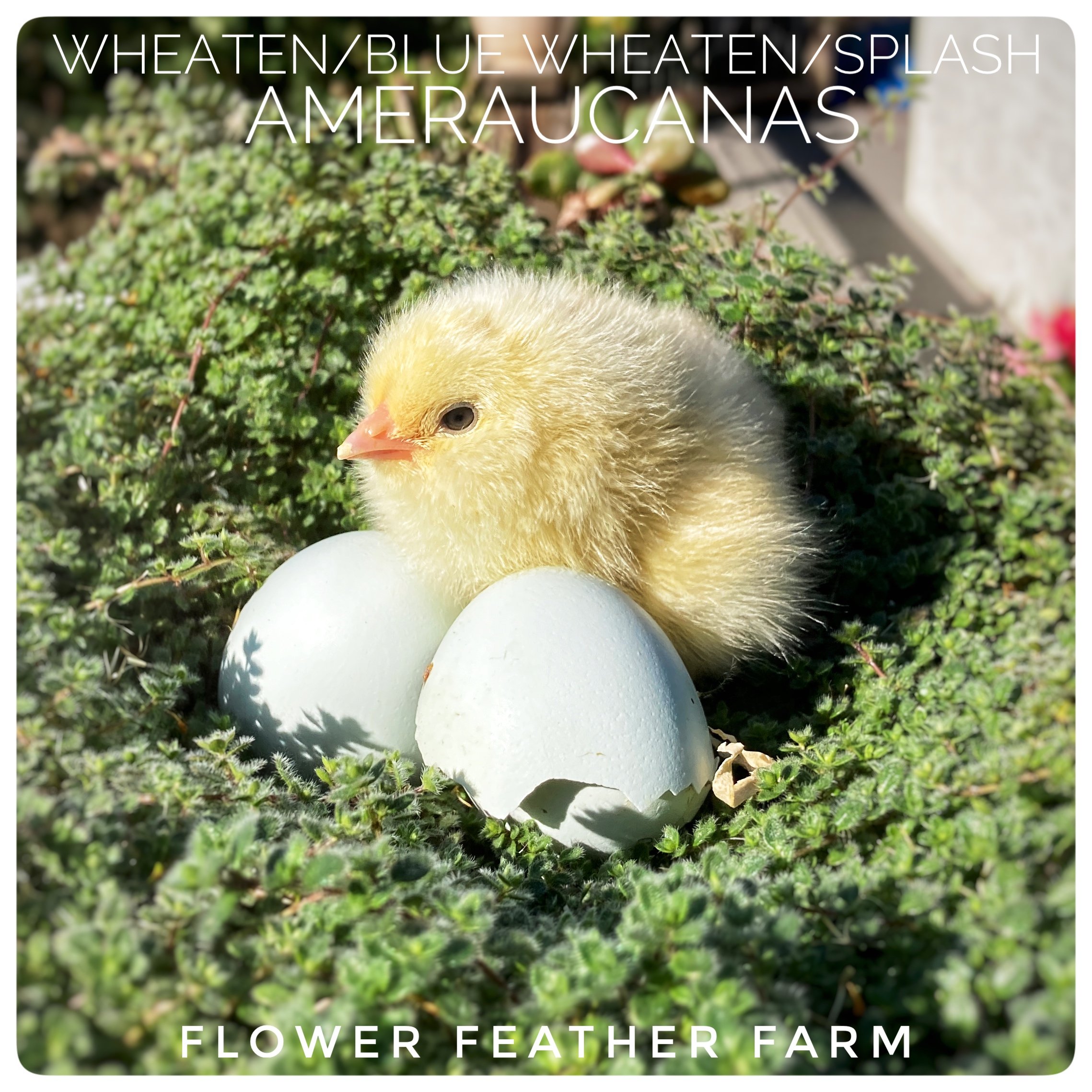 Wheaten/Blue Wheaten/Splash Ameraucana Chicks at Flower Feather Farm, Specialty Chicks and Dahlia Tubers 