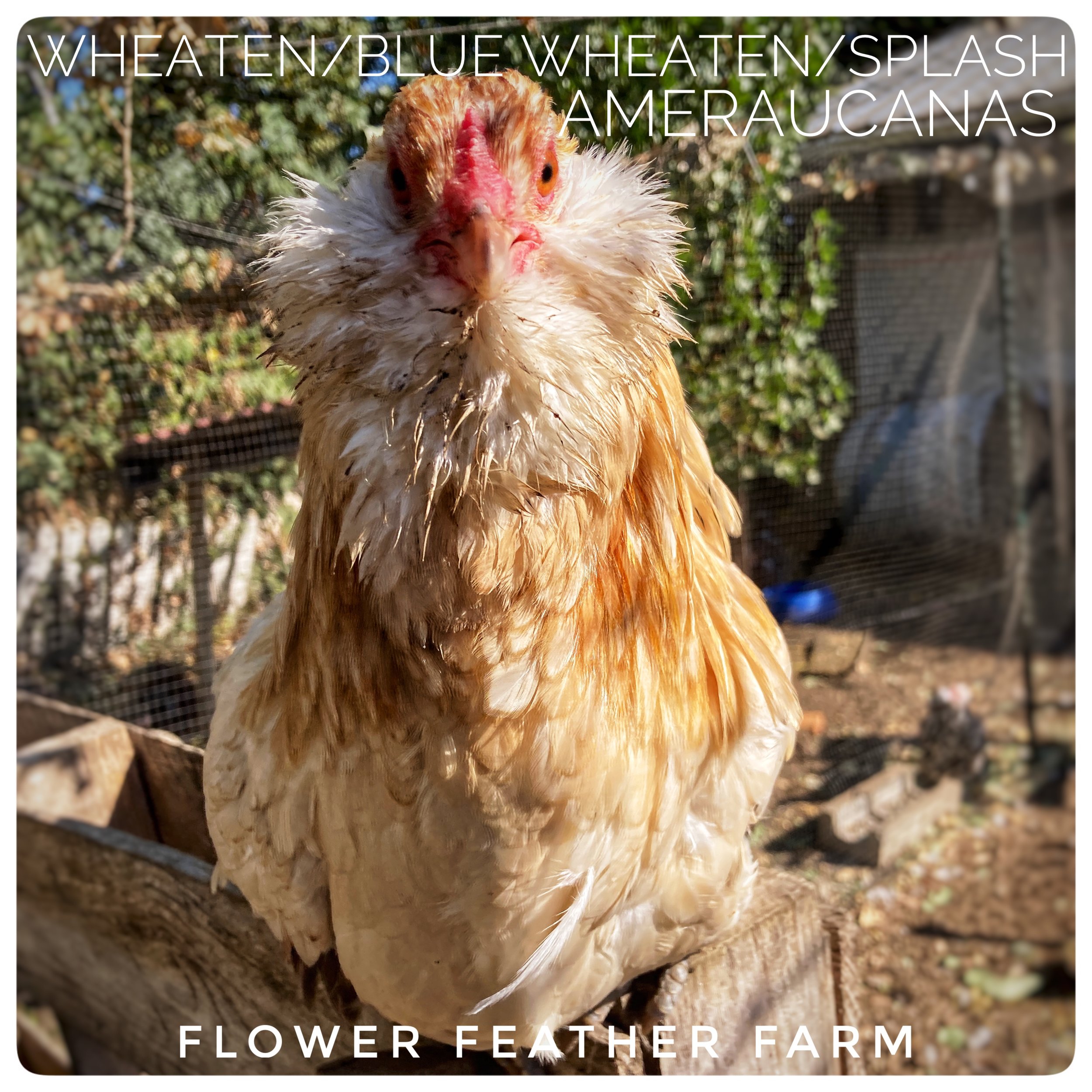 Wheaten Ameraucana Hen at Flower Feather Farm, chicks &amp; dahlias near me, chicks near me, Ameraucana chicks near me