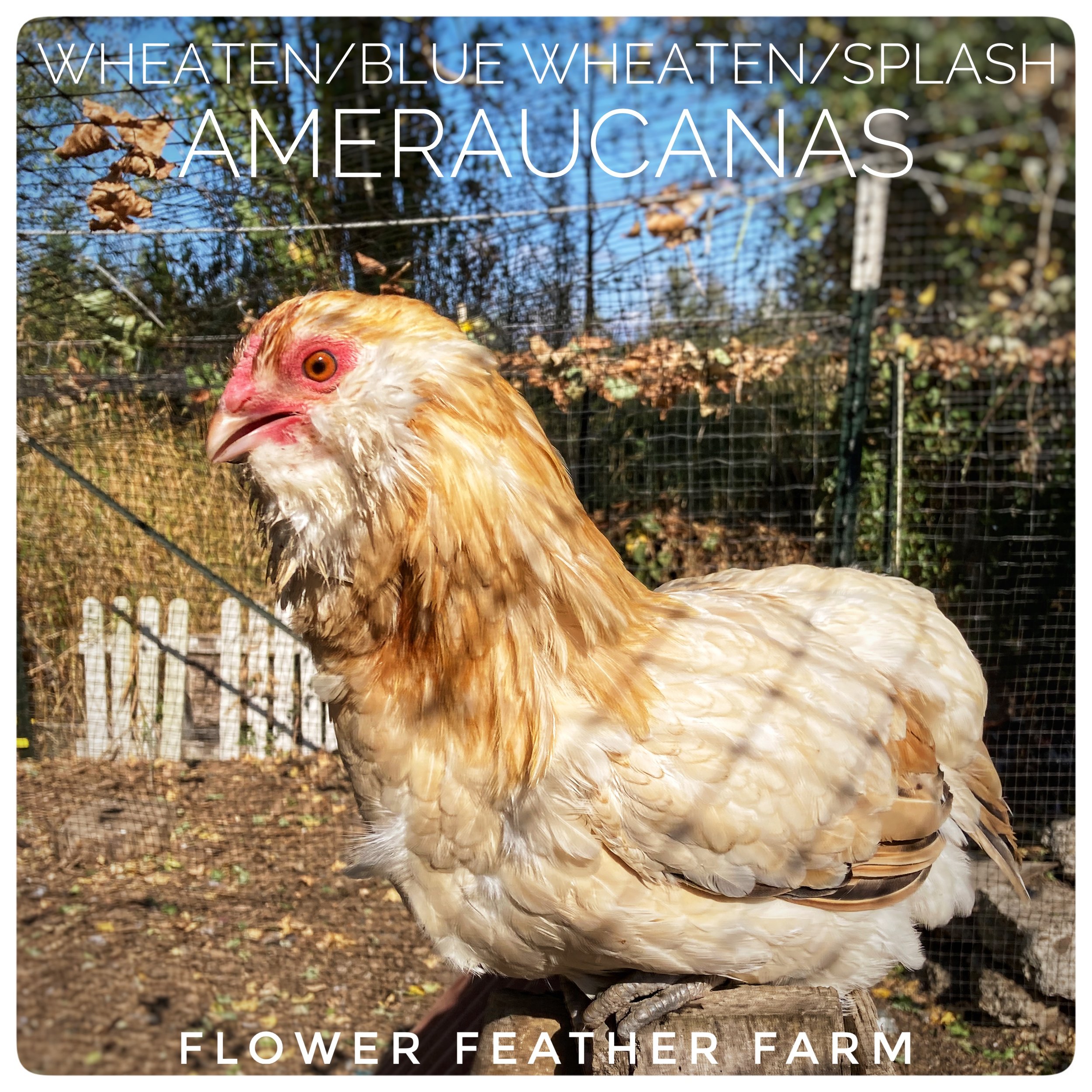 Wheaten Ameraucana Hen at Flower Feather Farm, chicks &amp; dahlias near me, chicks near me, Ameraucana chicks near me