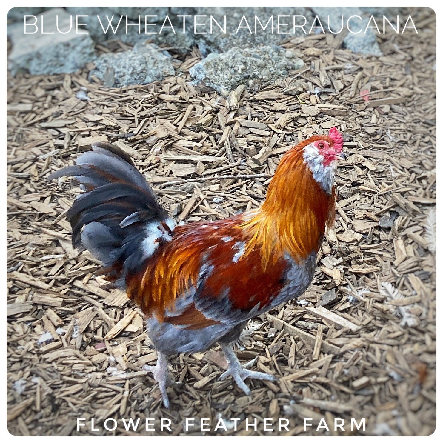 Blue Wheaten Ameraucana Rooster at Flower Feather Farm, chicks &amp; dahlias, a local chick hatchery