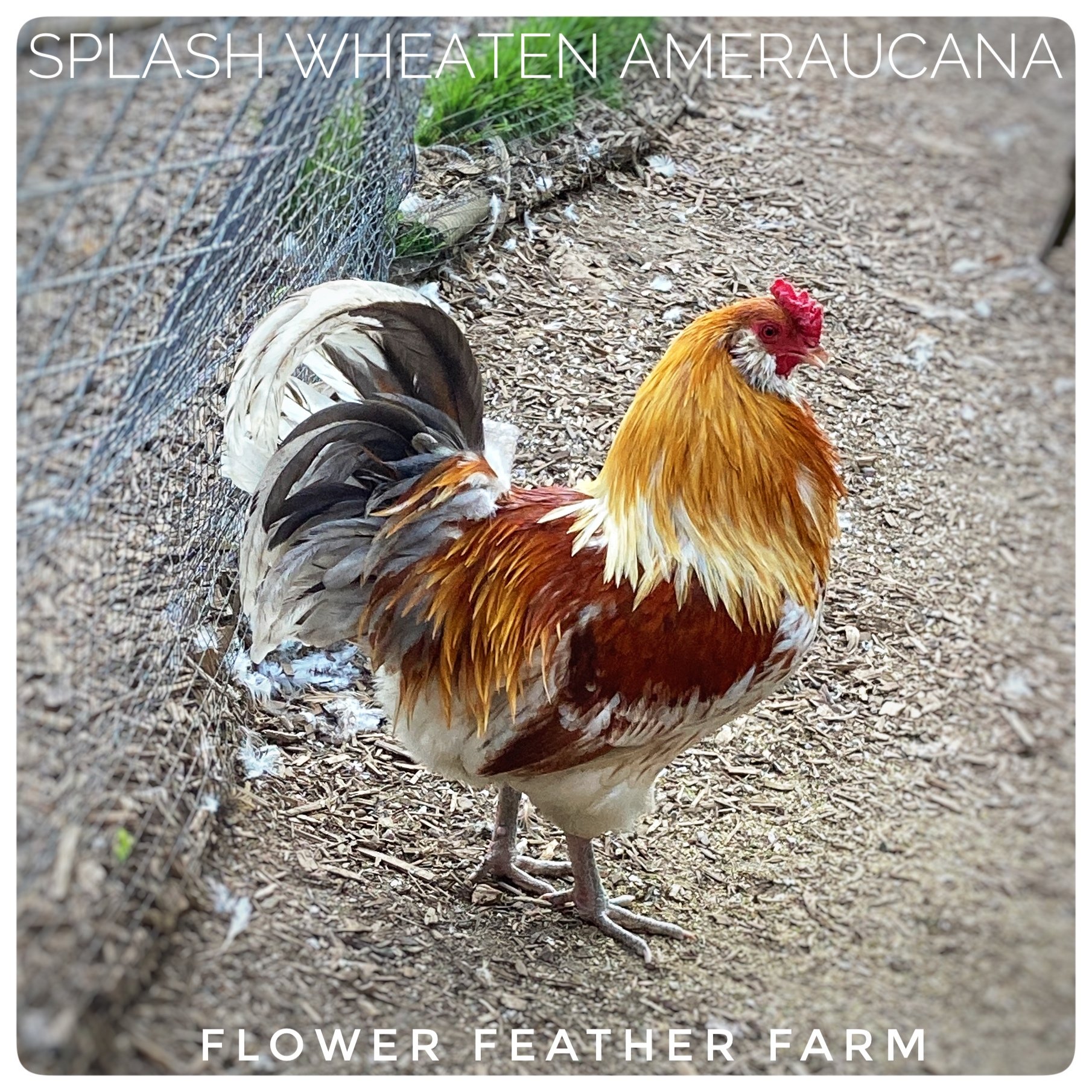 Splash Wheaten Ameraucana Rooster at Flower Feather Farm, chicks &amp; dahlias, a local chick hatchery