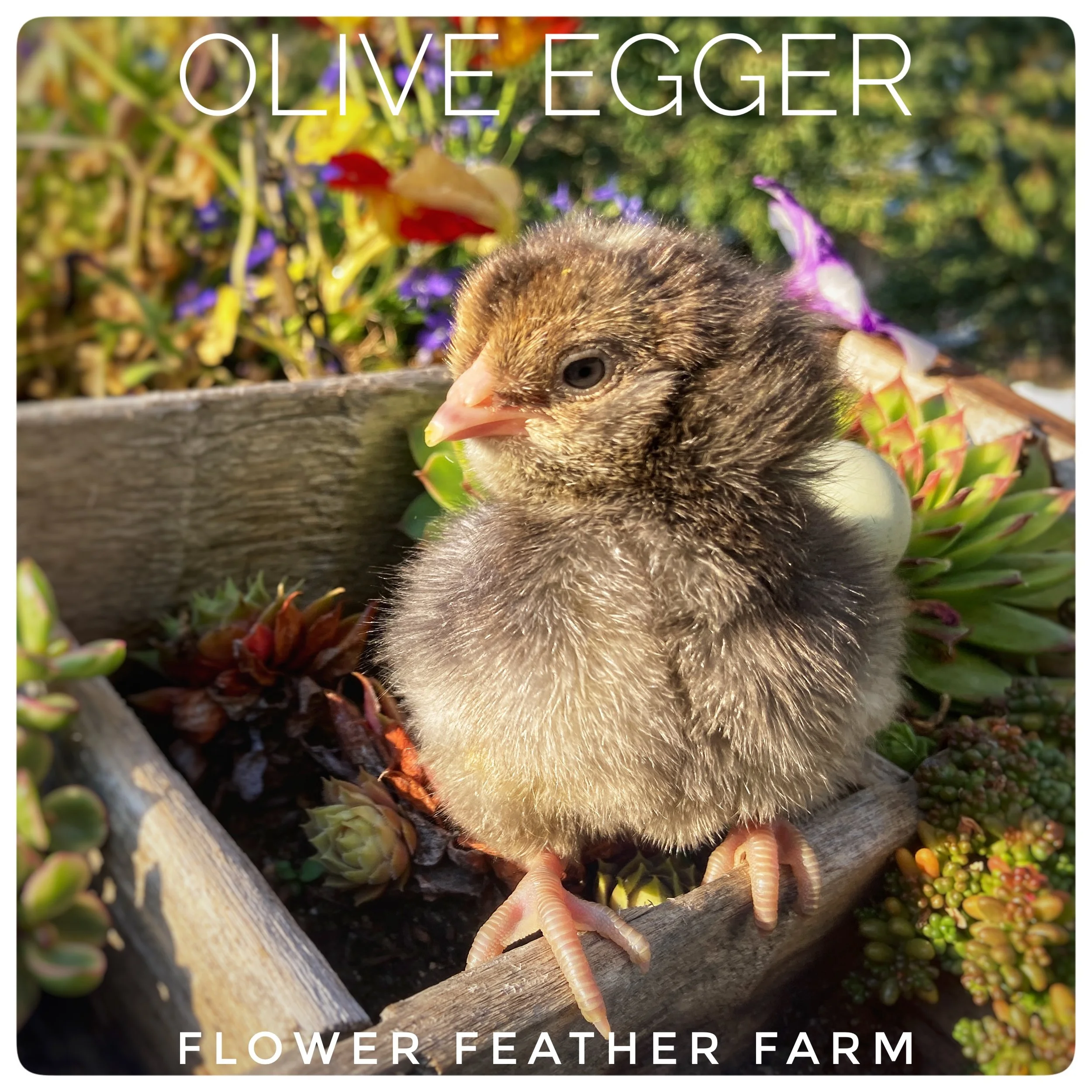 Olive Egger Chicks available in County at Flower Feather Farm