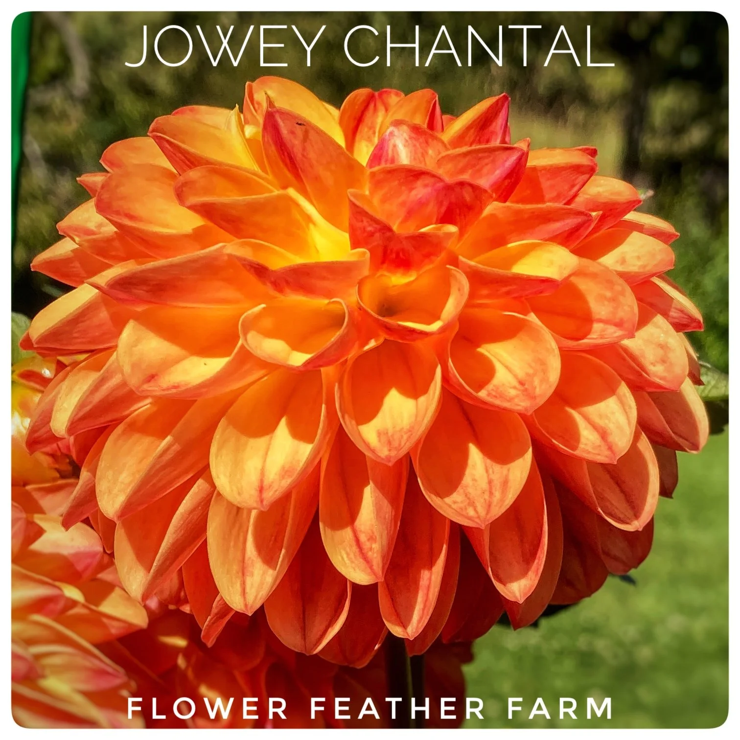 Jowey Chantal Dahlias at Flower Feather Farm, Specialty Chicks and