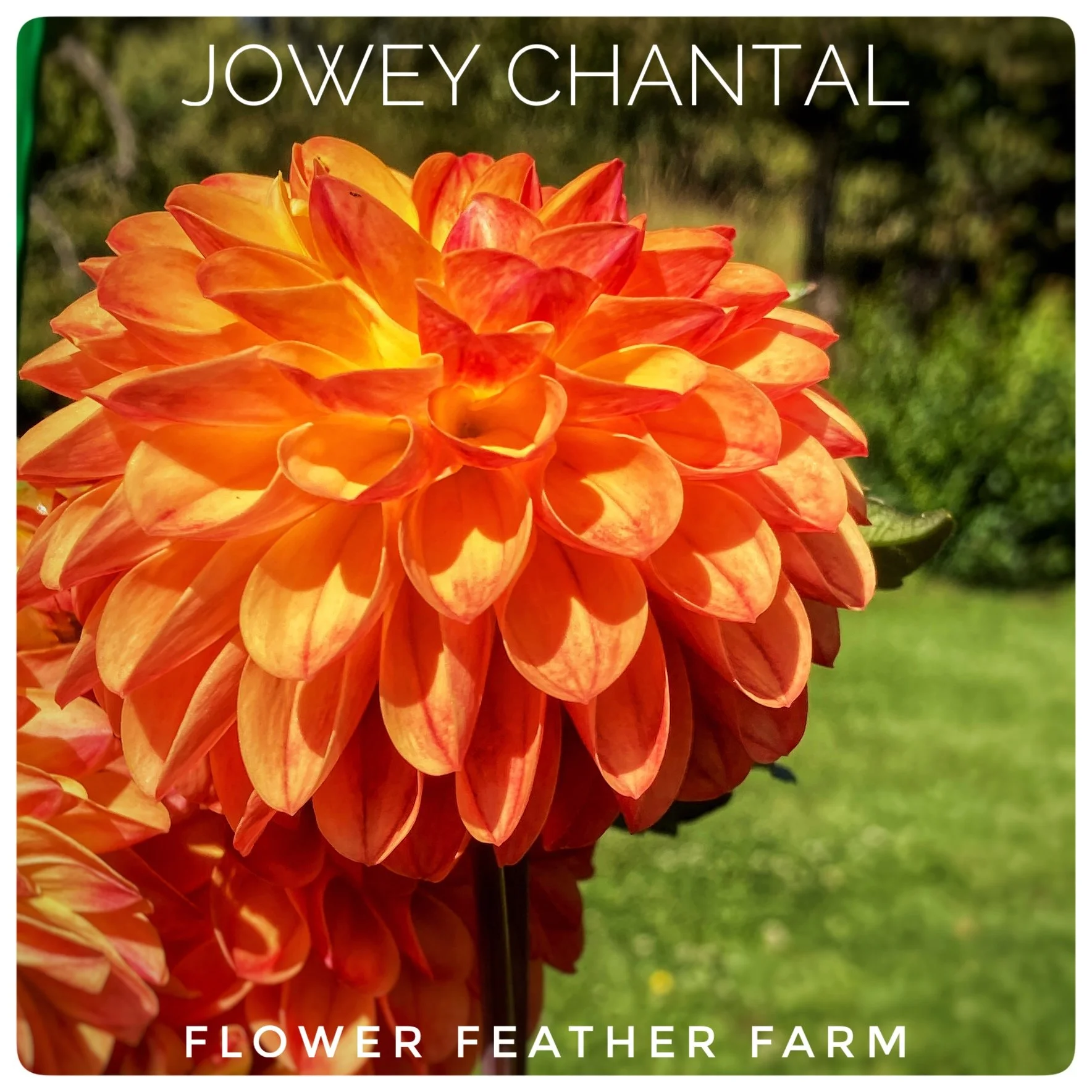 Dahlia Tubers — Flower Feather Farm Specialty Chicks & Dahlias