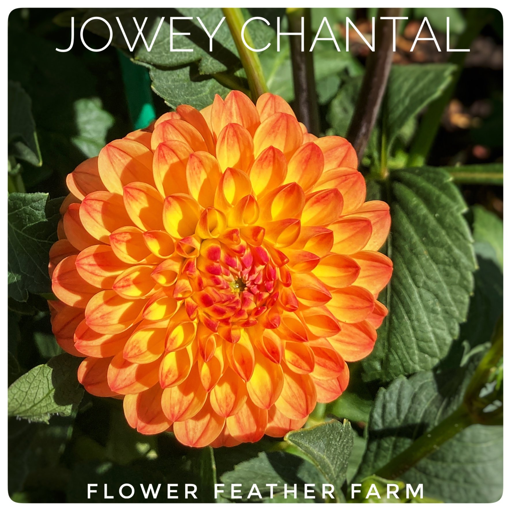 Jowey Chantal Dahlias at Flower Feather Farm, Specialty Chicks and