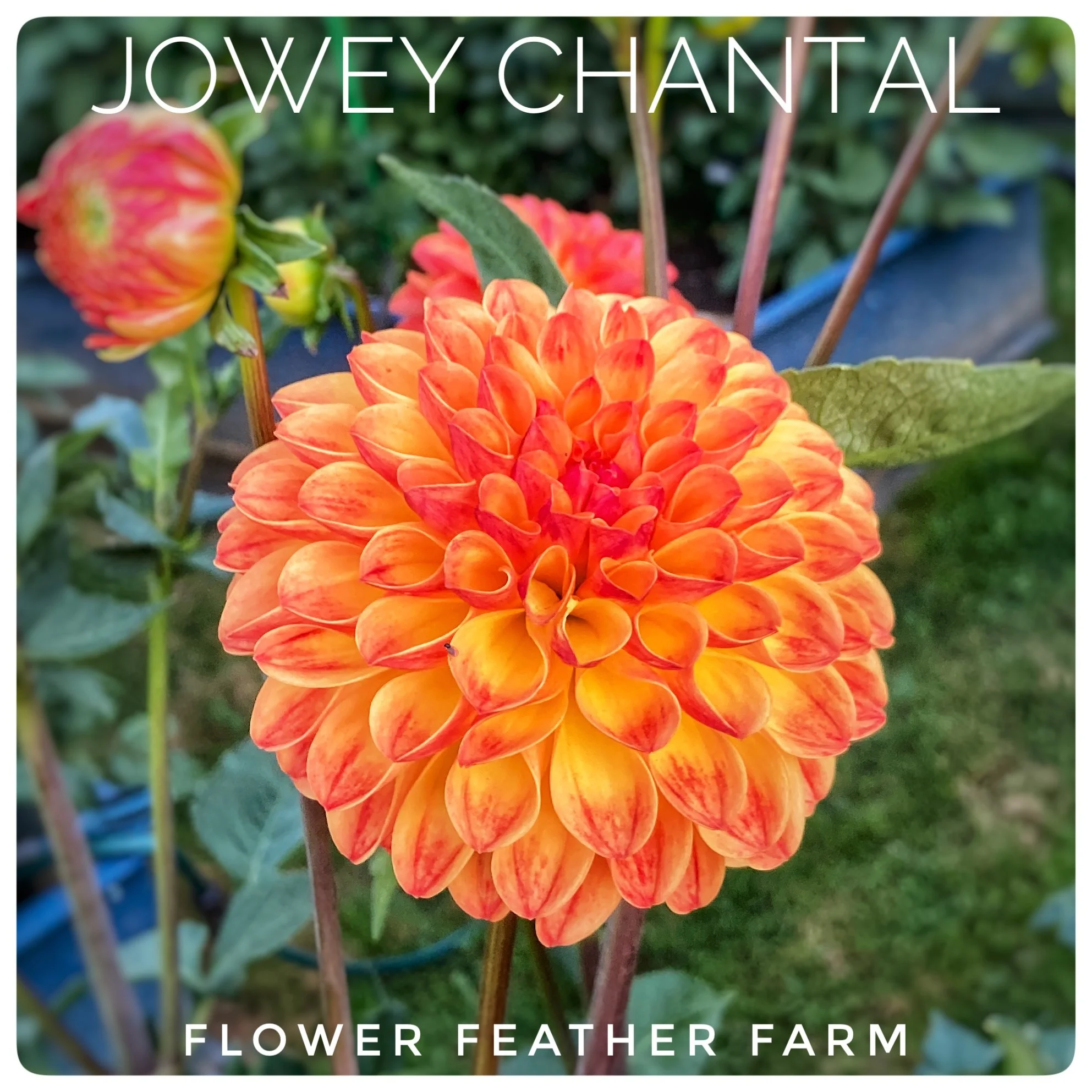 Belle of Barmera Dahlias at Flower Feather Farm, Specialty Chicks and