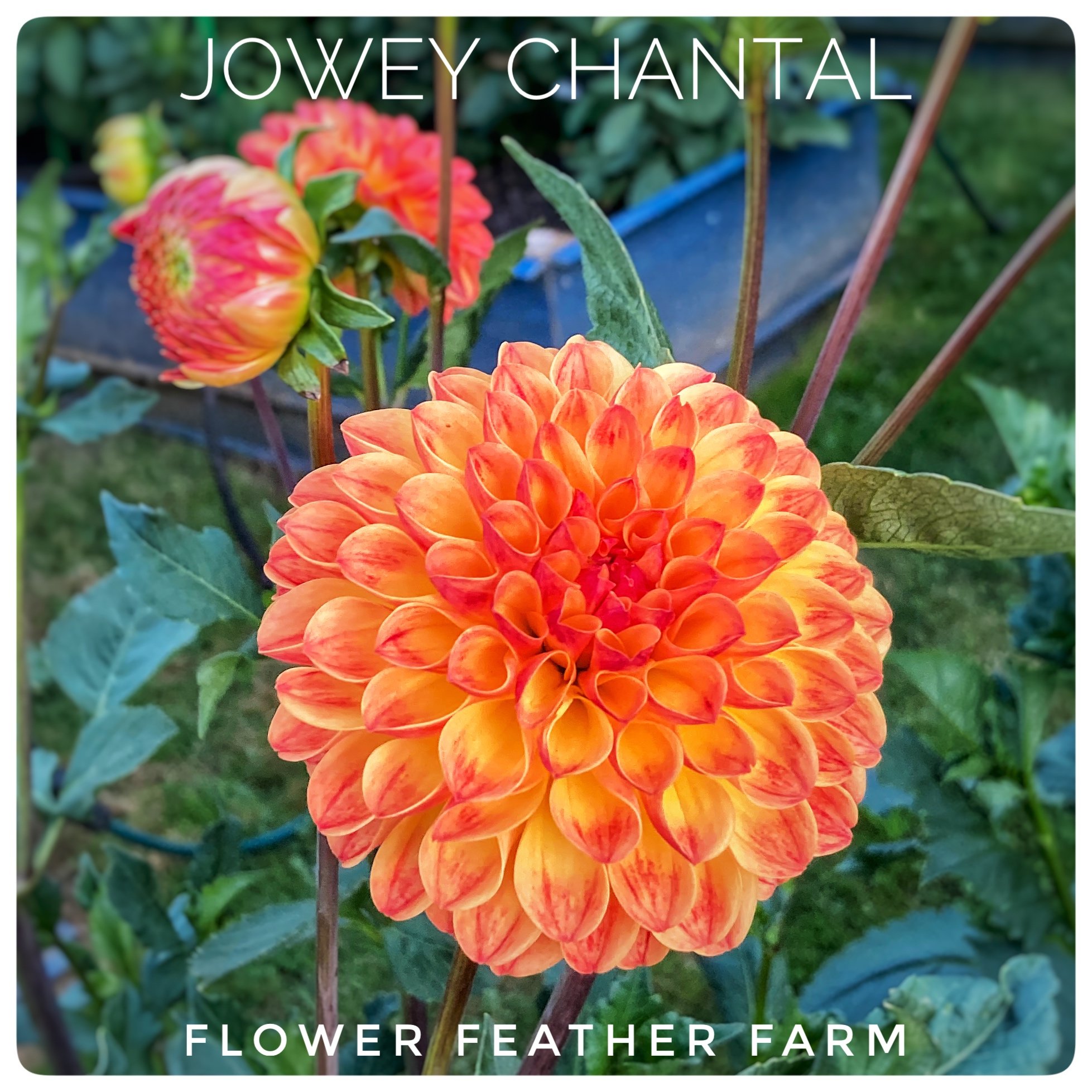 Jowey Chantal Dahlias at Flower Feather Farm, Specialty Chicks and