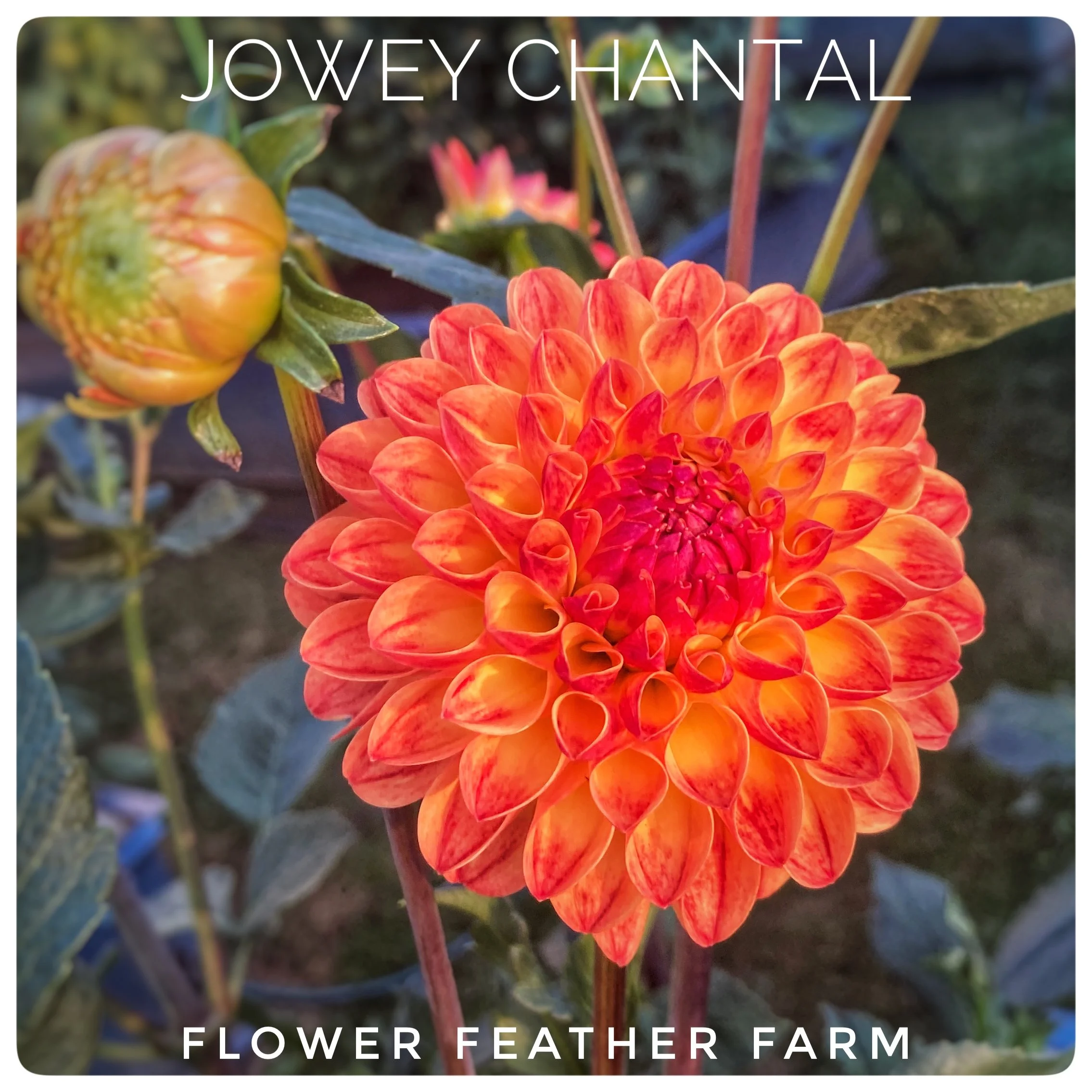 Jowey Chantal Dahlias at Flower Feather Farm, Specialty Chicks and