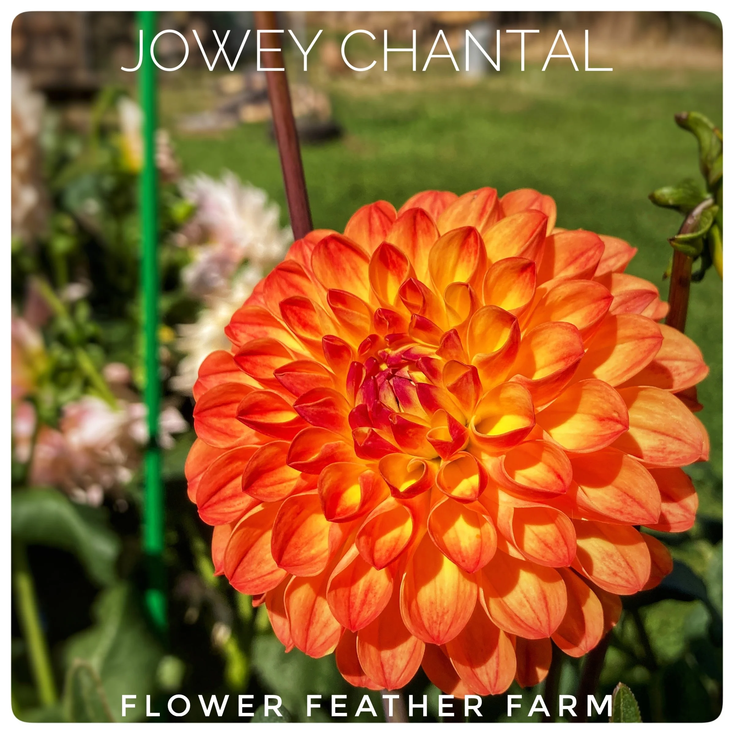 Jowey Chantal Dahlias at Flower Feather Farm, Specialty Chicks and