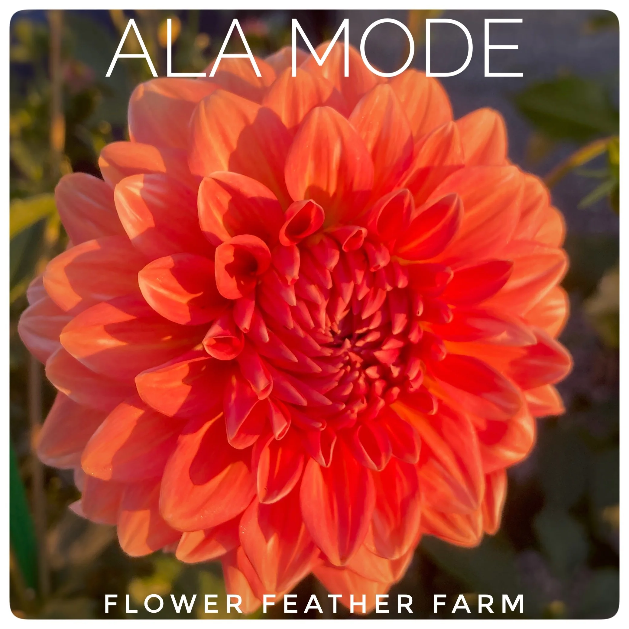 Ala Mode Dahlia Tubers at Flower Feather Farm, Specialty Chicks and Dahlia Tubers, Washington State Dahlia Farm, Dahlia grower near me