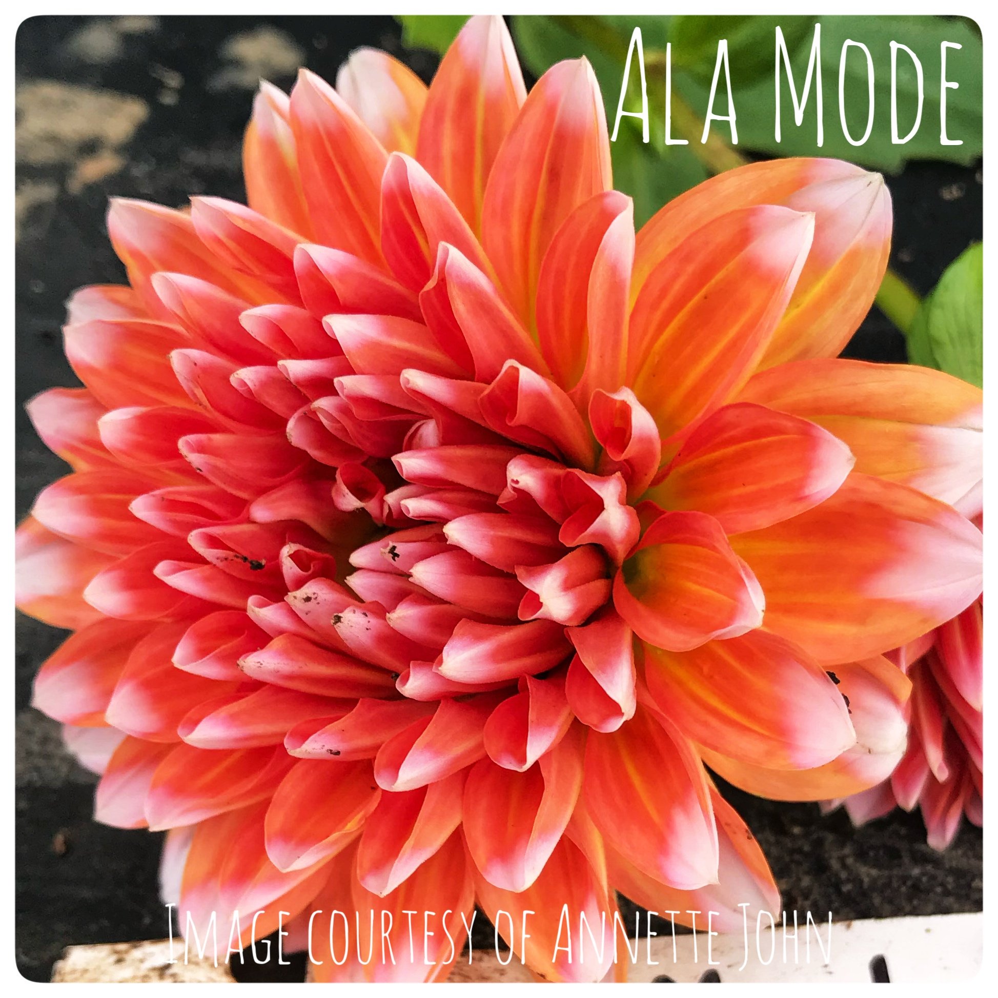 Ala Mode Dahlia Tubers at Flower Feather Farm, Specialty Chicks and Dahlia Tubers, Washington State Dahlia Farm, Dahlia grower near me