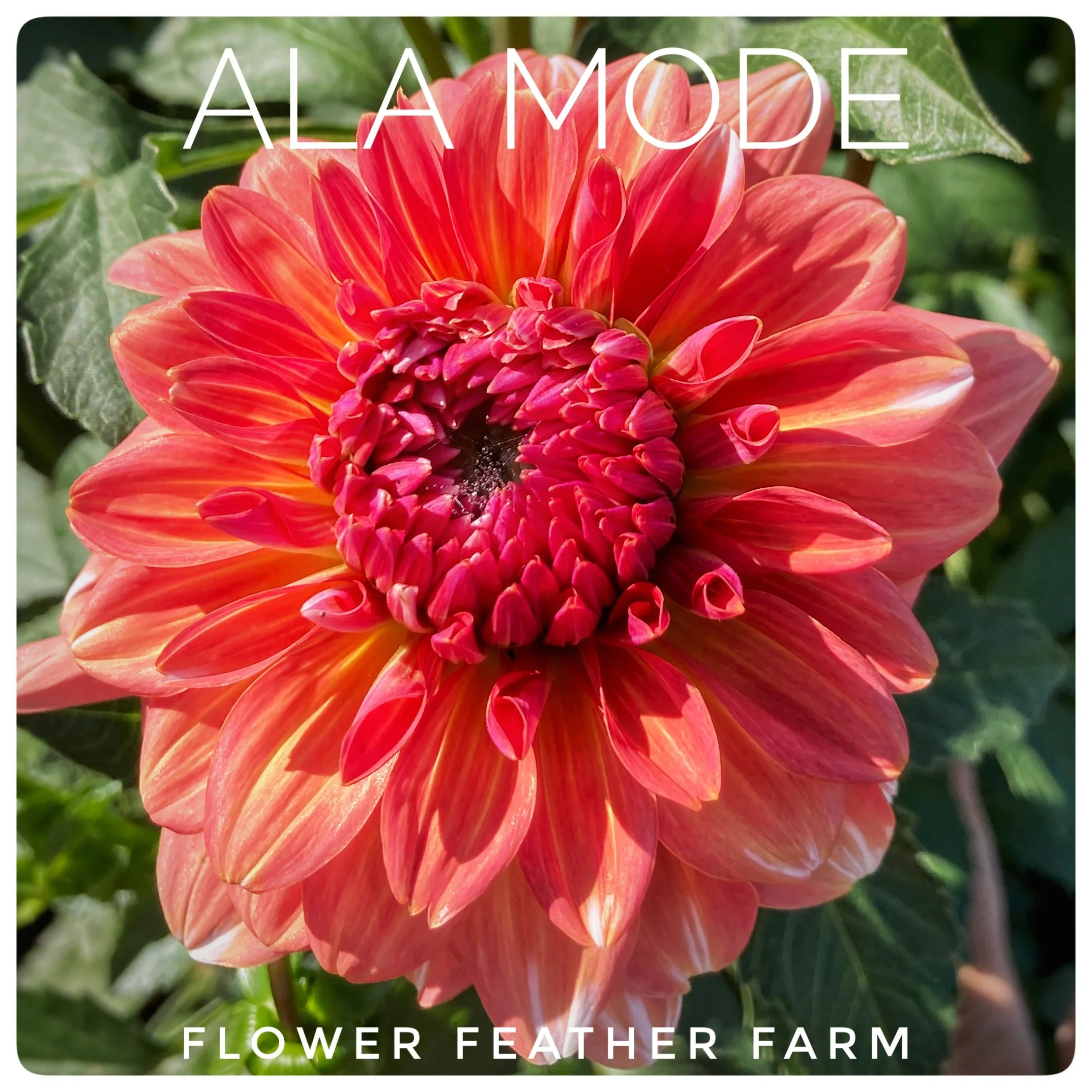 Ala Mode Dahlia Tubers at Flower Feather Farm, Specialty Chicks and Dahlia Tubers, Washington State Dahlia Farm, Dahlia grower near me