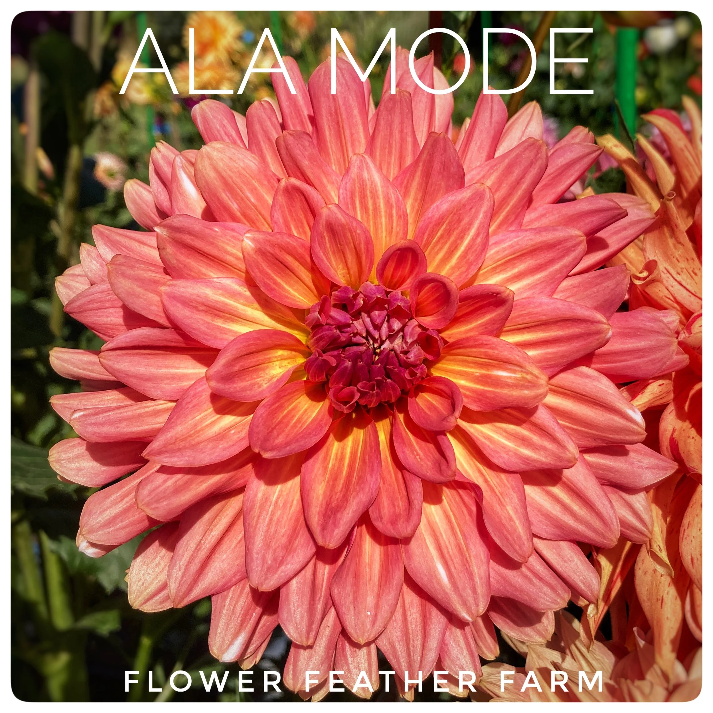 Ala Mode Dahlia Tubers at Flower Feather Farm, Specialty Chicks and Dahlia Tubers, Washington State Dahlia Farm, Dahlia grower near me
