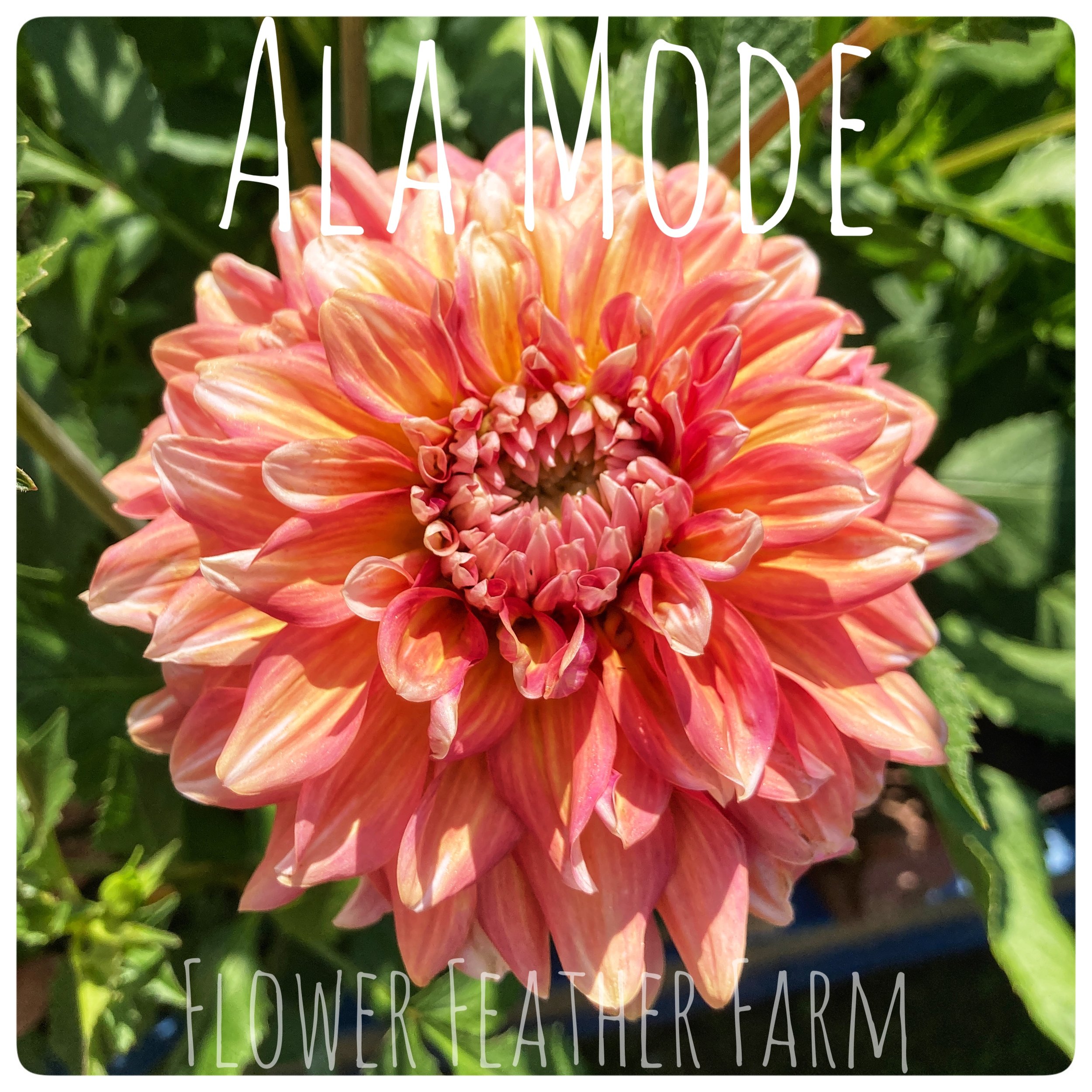 Ala Mode Dahlia Tubers at Flower Feather Farm, Specialty Chicks and Dahlia Tubers, Washington State Dahlia Farm, Dahlia grower near me