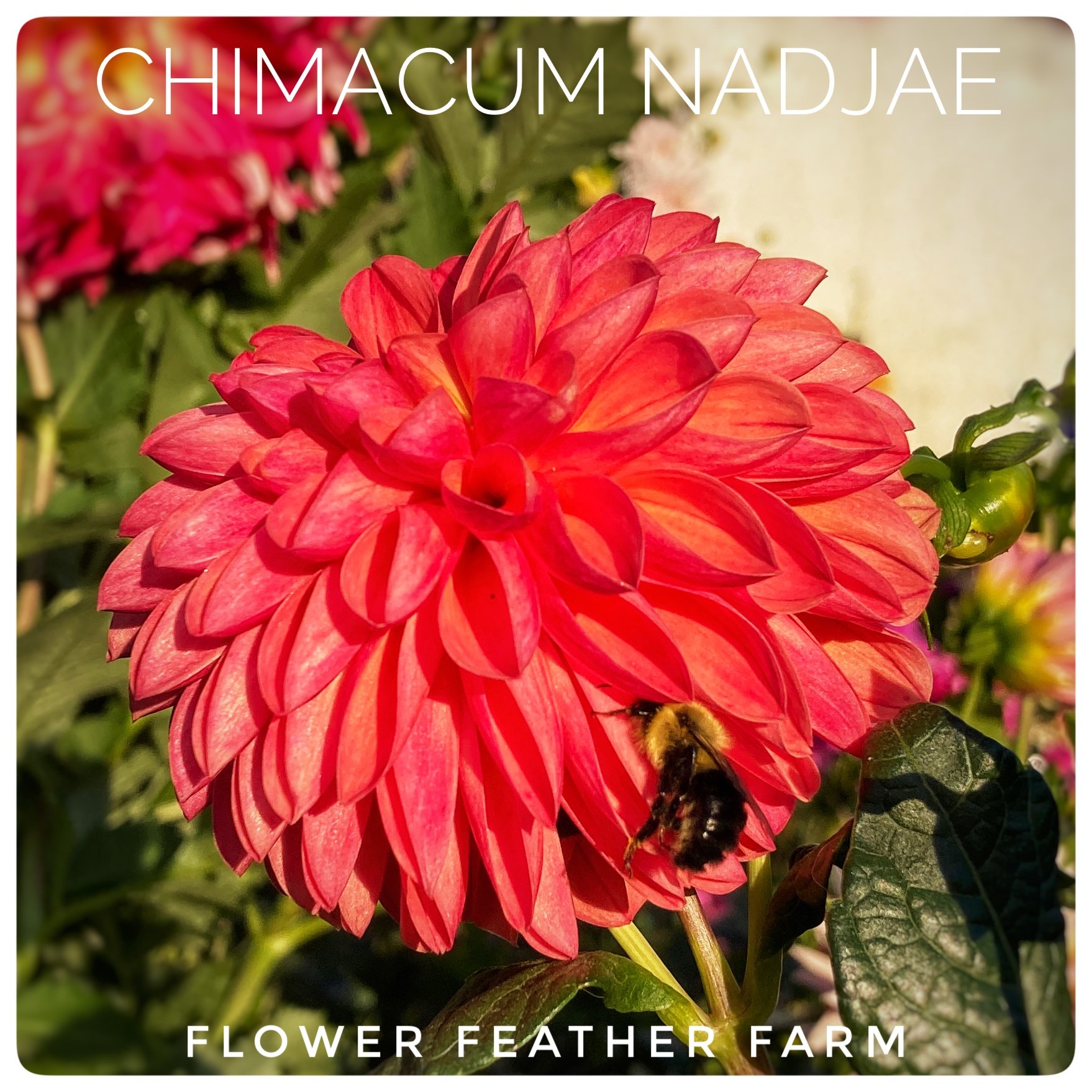 Chimacum Nadjae Dahlias at Flower Feather Farm, chicks & dahlias, a Washington State Dahlia farm -- dahlia grower near me