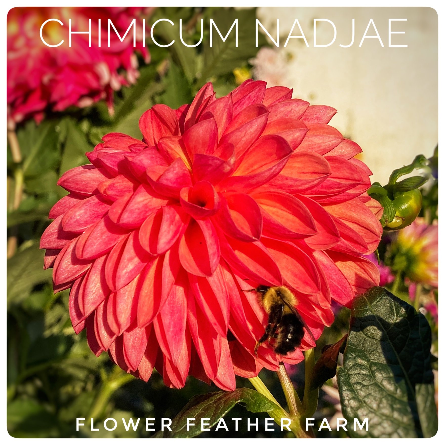 Chimacum Nadjae Dahlias at Flower Feather Farm, chicks & dahlias, a Washington State Dahlia farm -- dahlia grower near me