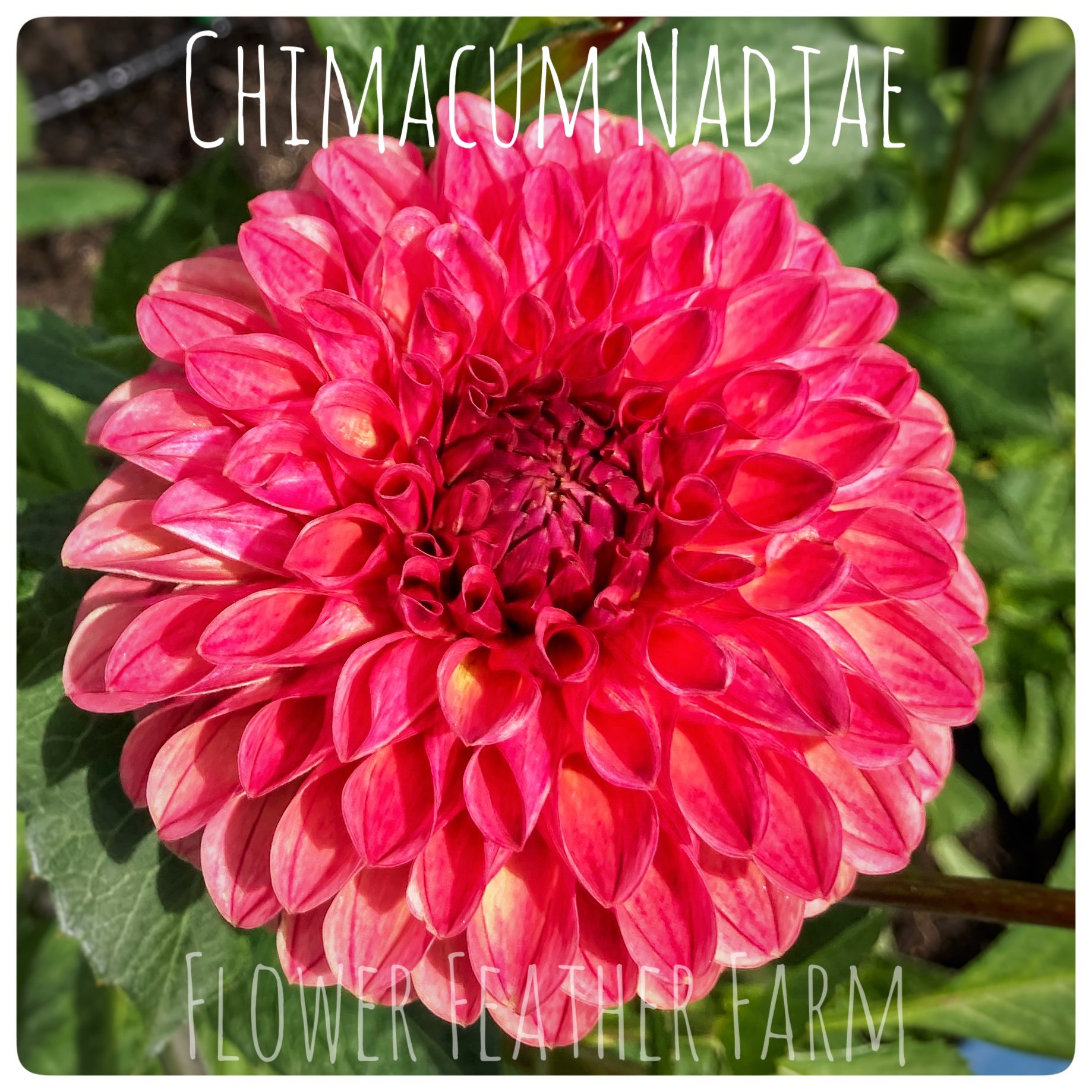 Chimacum Nadjae Dahlias at Flower Feather Farm, chicks & dahlias, a Washington State Dahlia farm -- dahlia grower near me