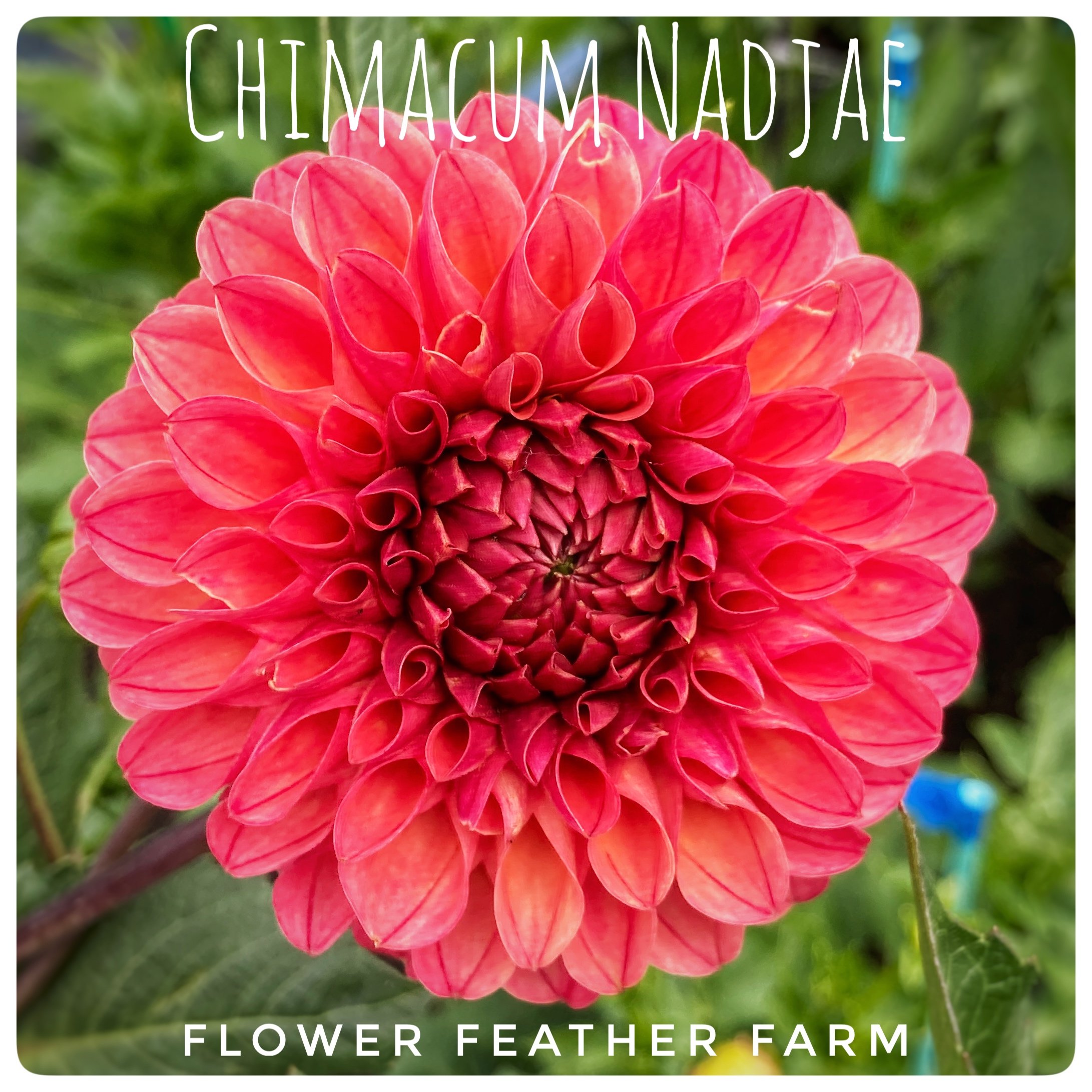 Chimacum Nadjae Dahlias at Flower Feather Farm, chicks & dahlias, a Washington State Dahlia farm -- dahlia grower near me