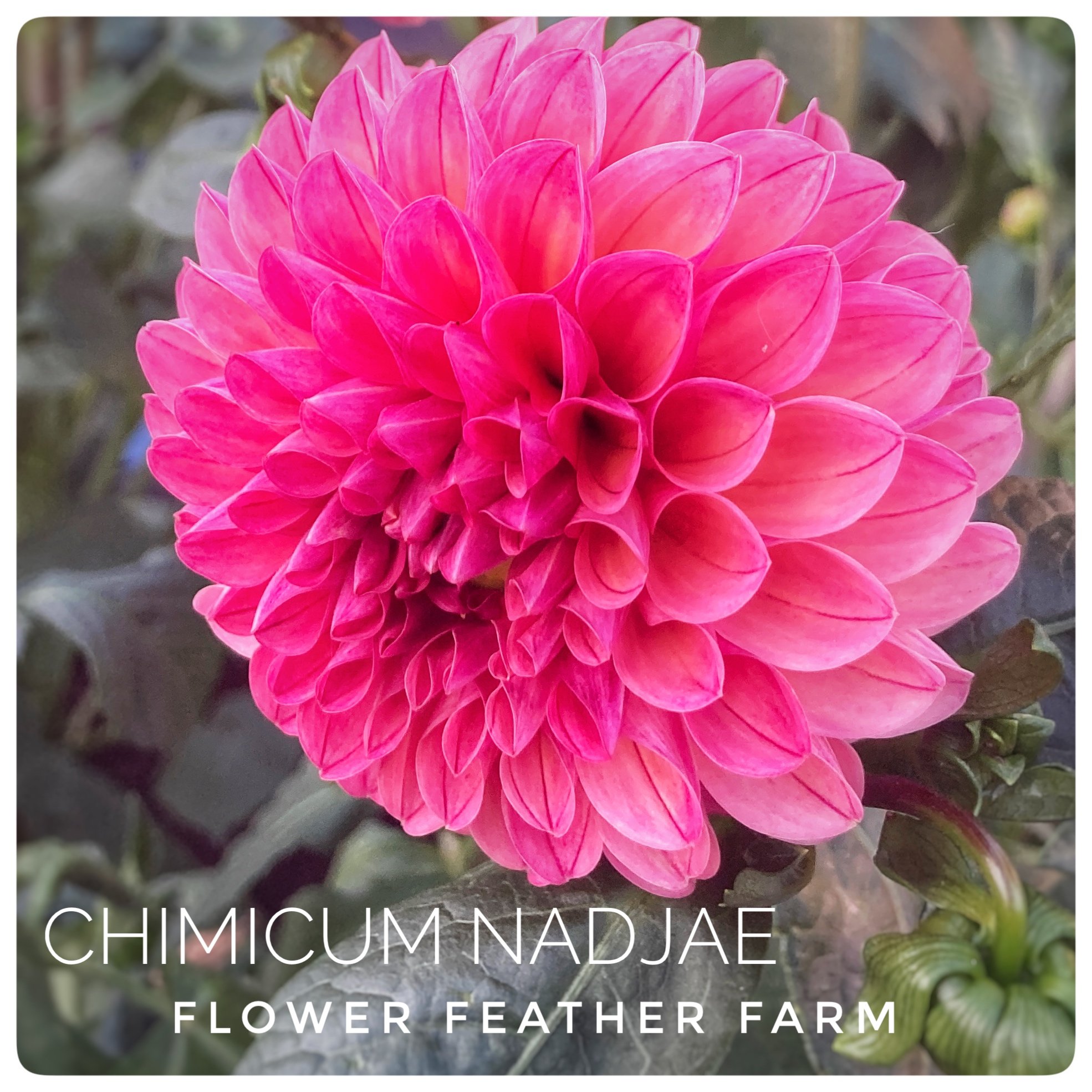 Chimacum Nadjae Dahlias at Flower Feather Farm, chicks & dahlias, a Washington State Dahlia farm -- dahlia grower near me