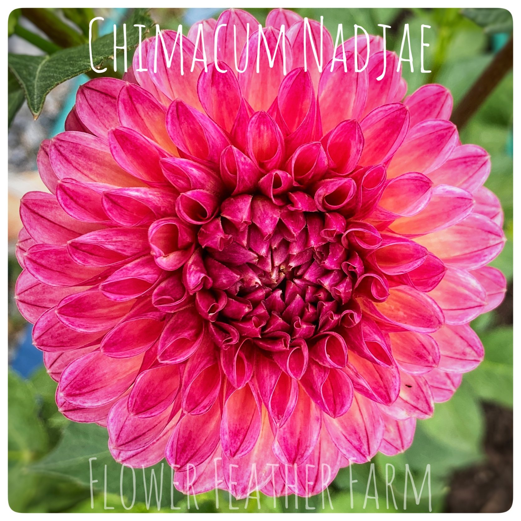 Chimacum Nadjae Dahlias at Flower Feather Farm, chicks & dahlias, a Washington State Dahlia farm -- dahlia grower near me
