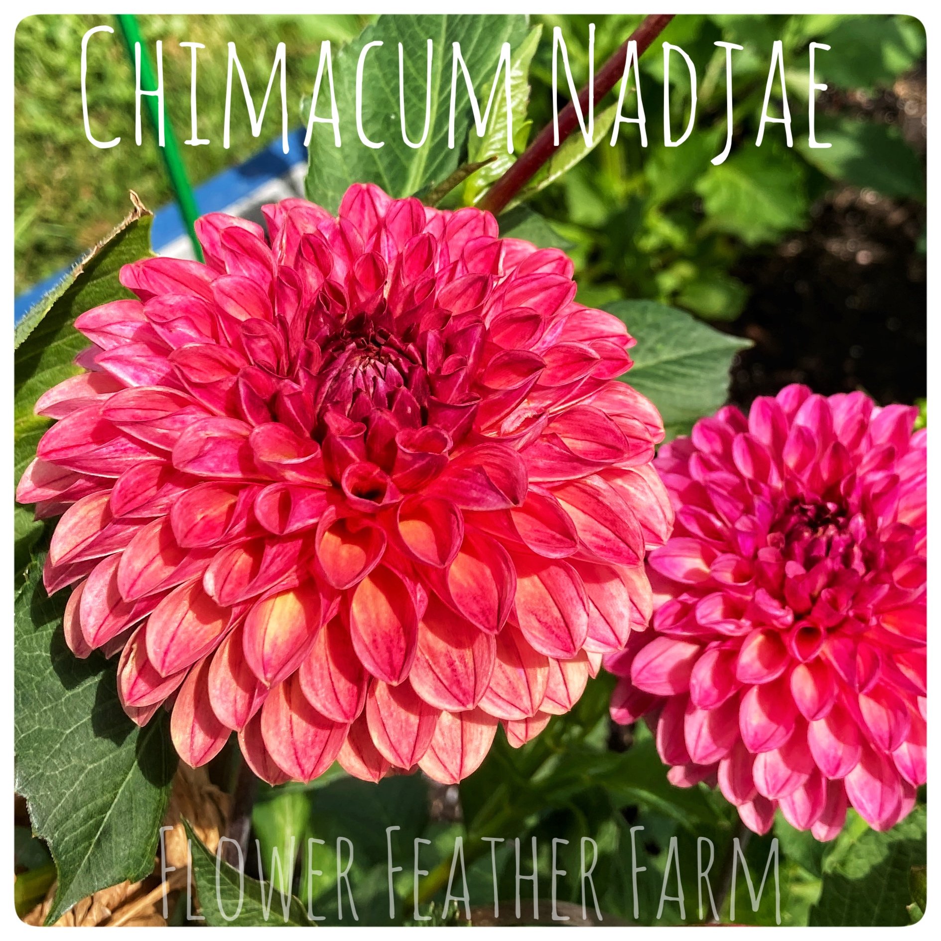 Chimacum Nadjae Dahlias at Flower Feather Farm, chicks & dahlias, a Washington State Dahlia farm -- dahlia grower near me