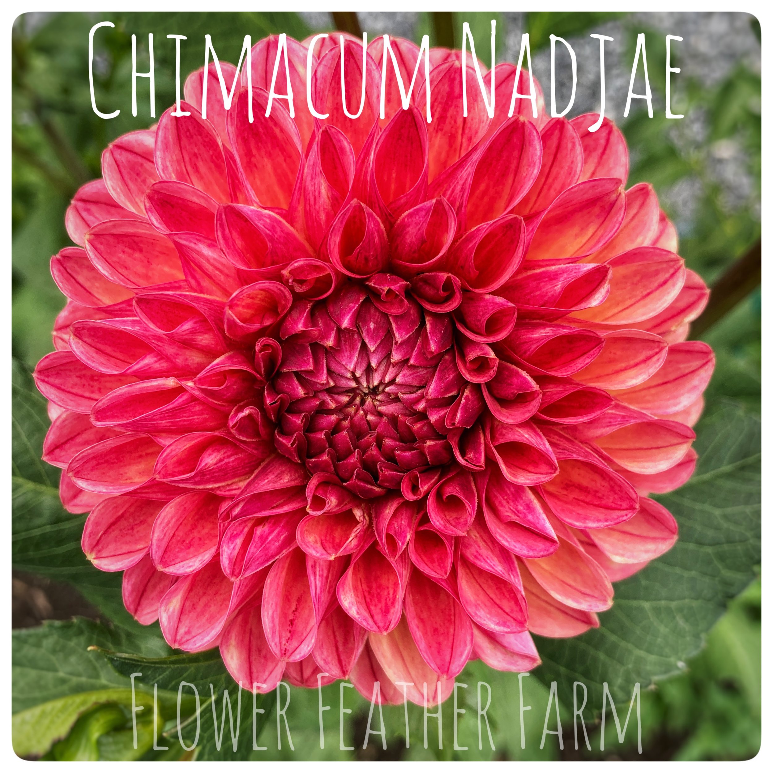 Chimacum Nadjae Dahlias at Flower Feather Farm, chicks & dahlias, a Washington State Dahlia farm -- dahlia grower near me