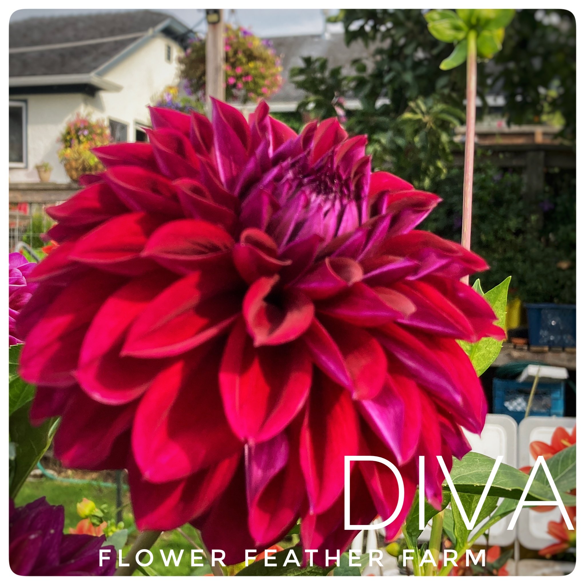 Diva Dahlia at Flower Feather Farm, chicks and dahlias