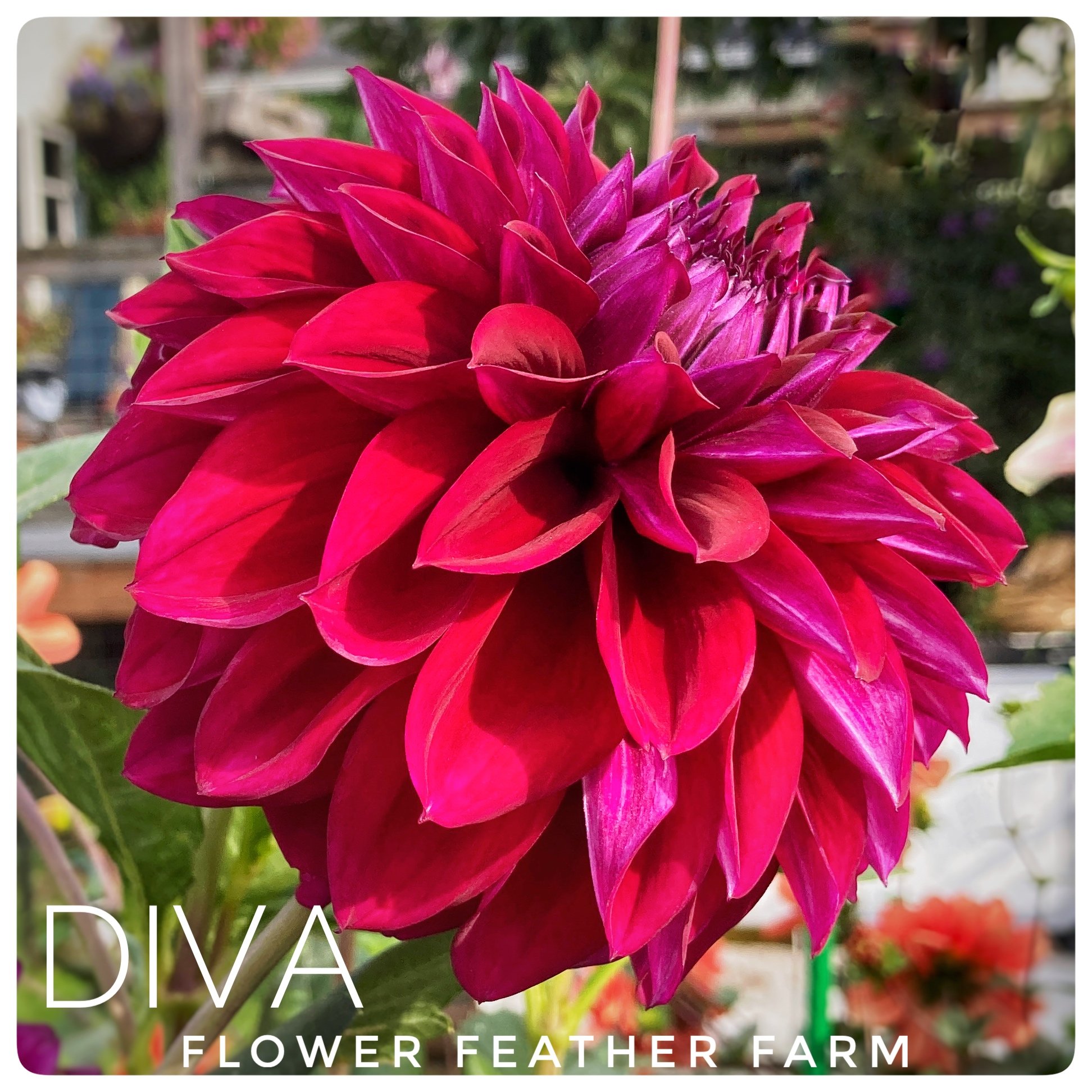 Diva Dahlia