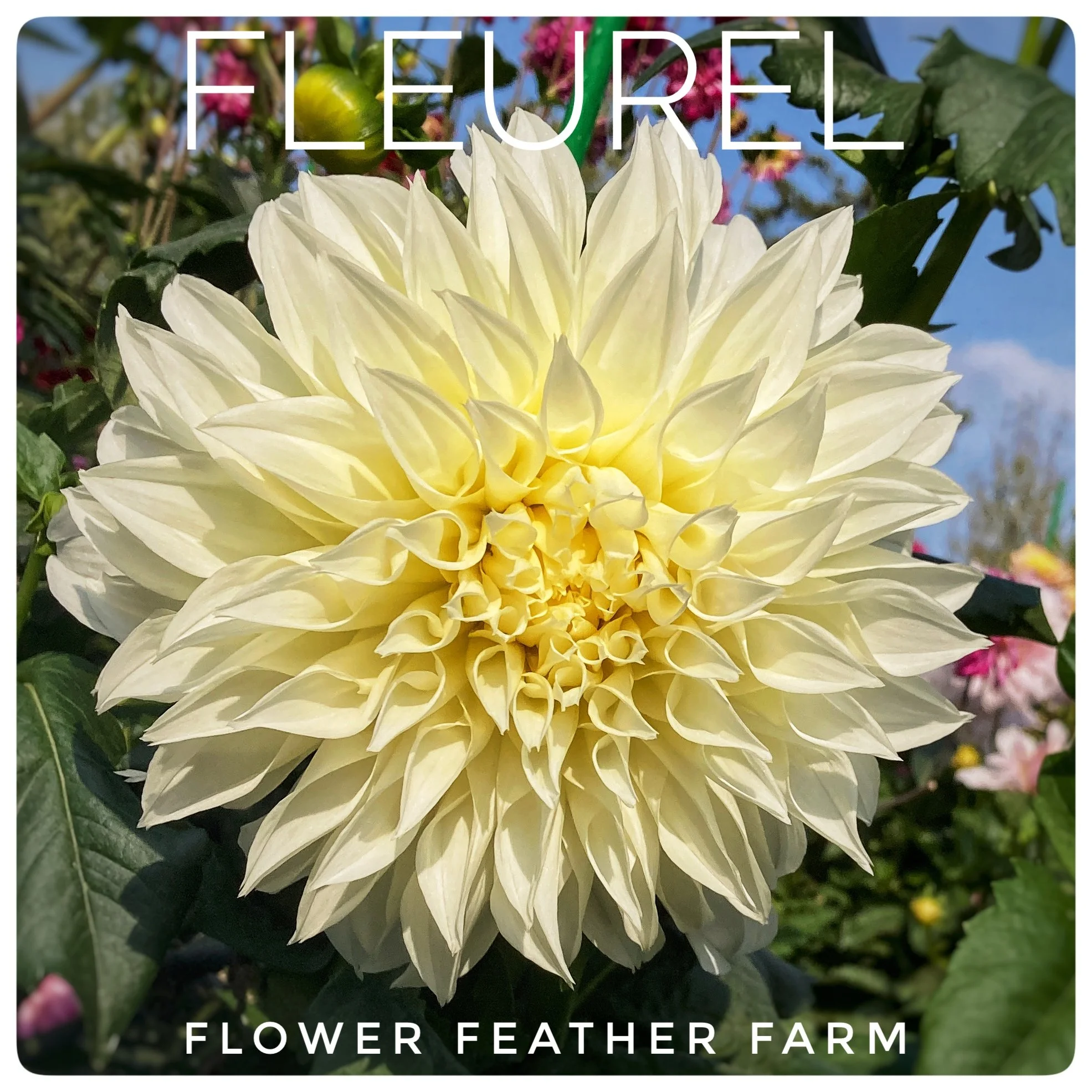 Fleurel Dahlias at Flower Feather Farm, Specialty Chicks and Dahlia