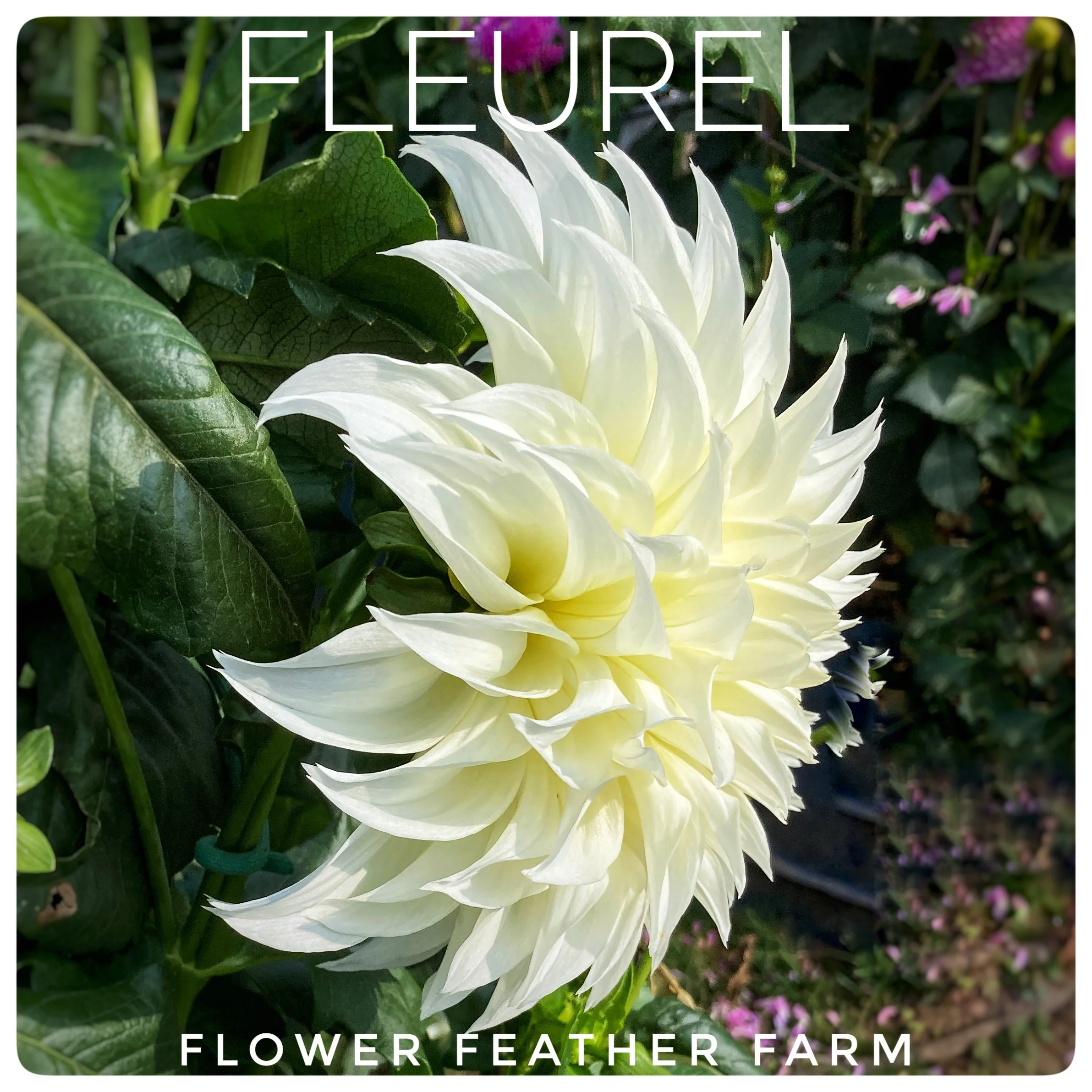Fleurel Dahlias at Flower Feather Farm, Specialty Chicks and Dahlia