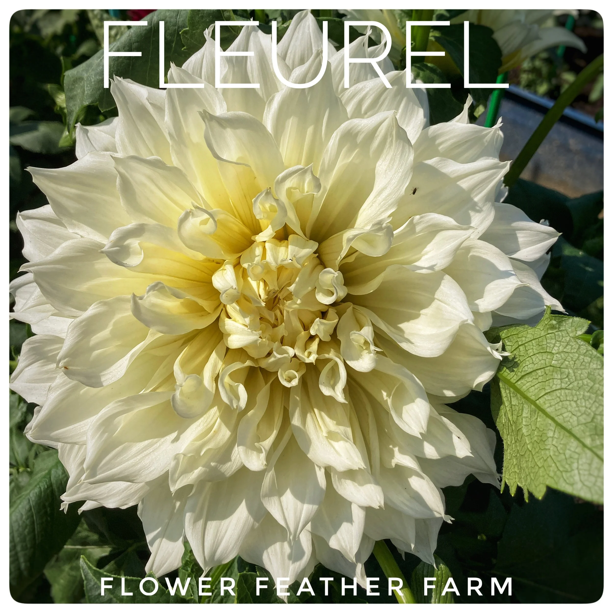 Fleurel Dahlias at Flower Feather Farm, chicks & dahlias, a Washington State Dahlia farm -- dahlia grower near me
