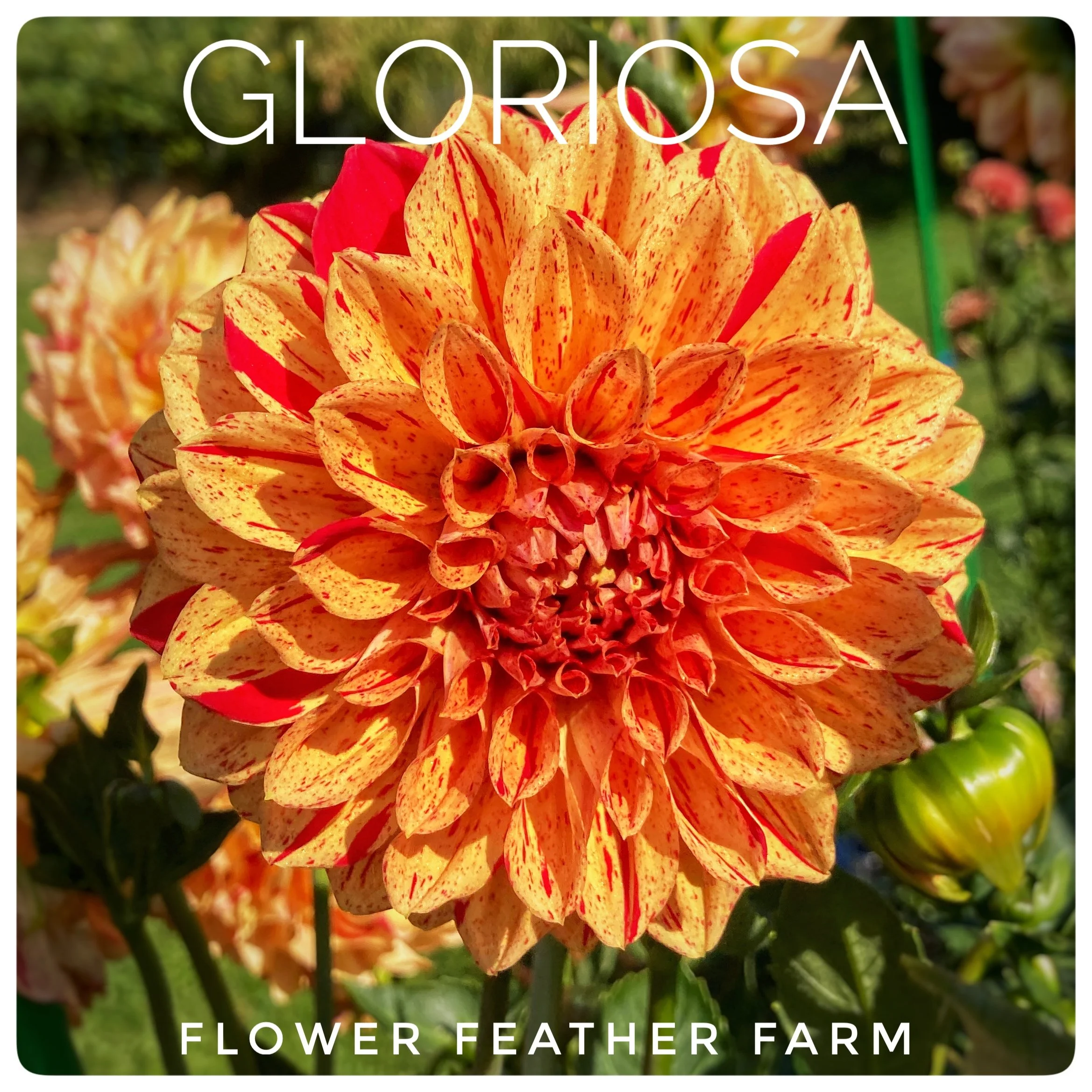 Gloriosa Dahlias at Flower Feather Farm, Specialty Chicks and Dahlia