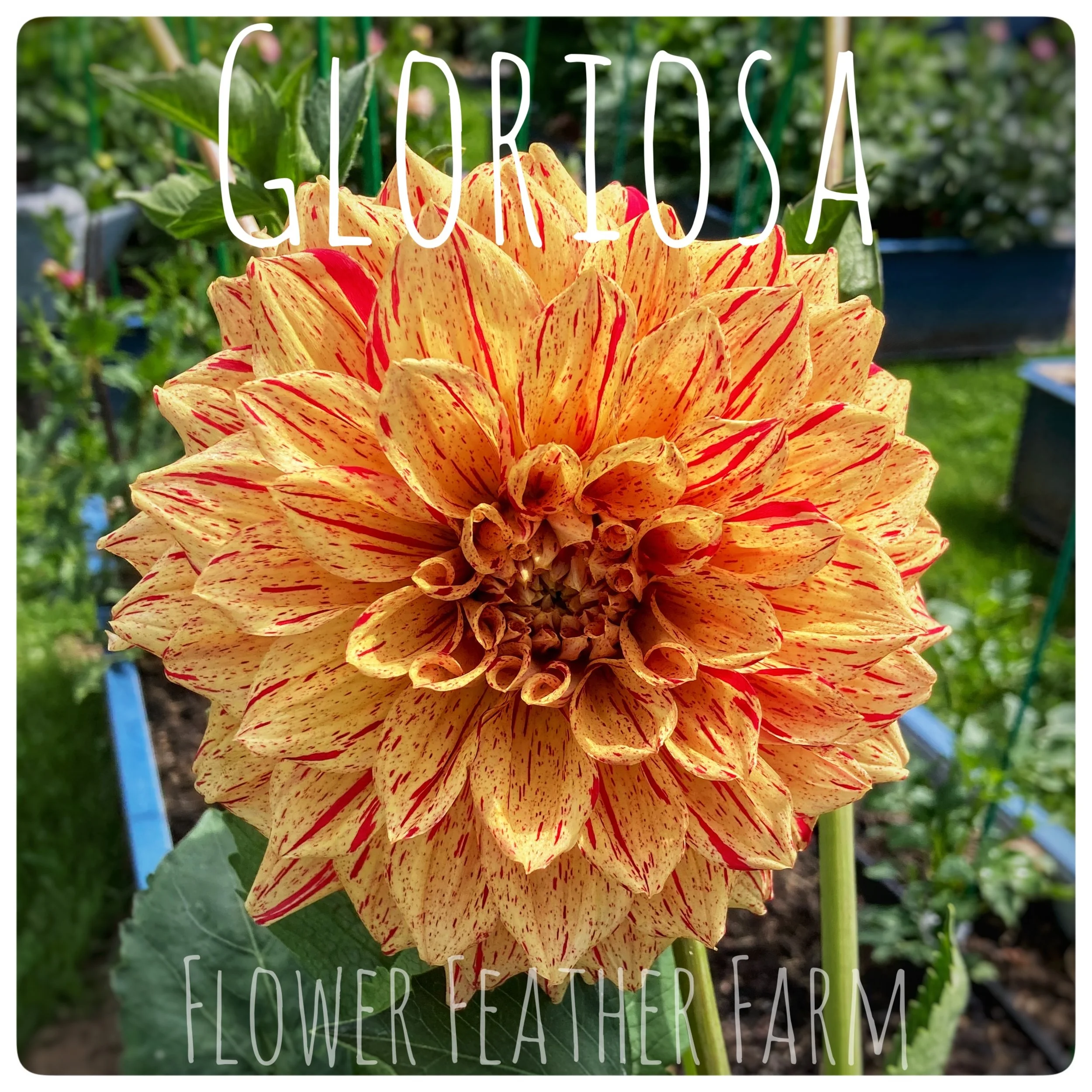 Gloriosa Dahlias at Flower Feather Farm, Specialty Chicks and Dahlia