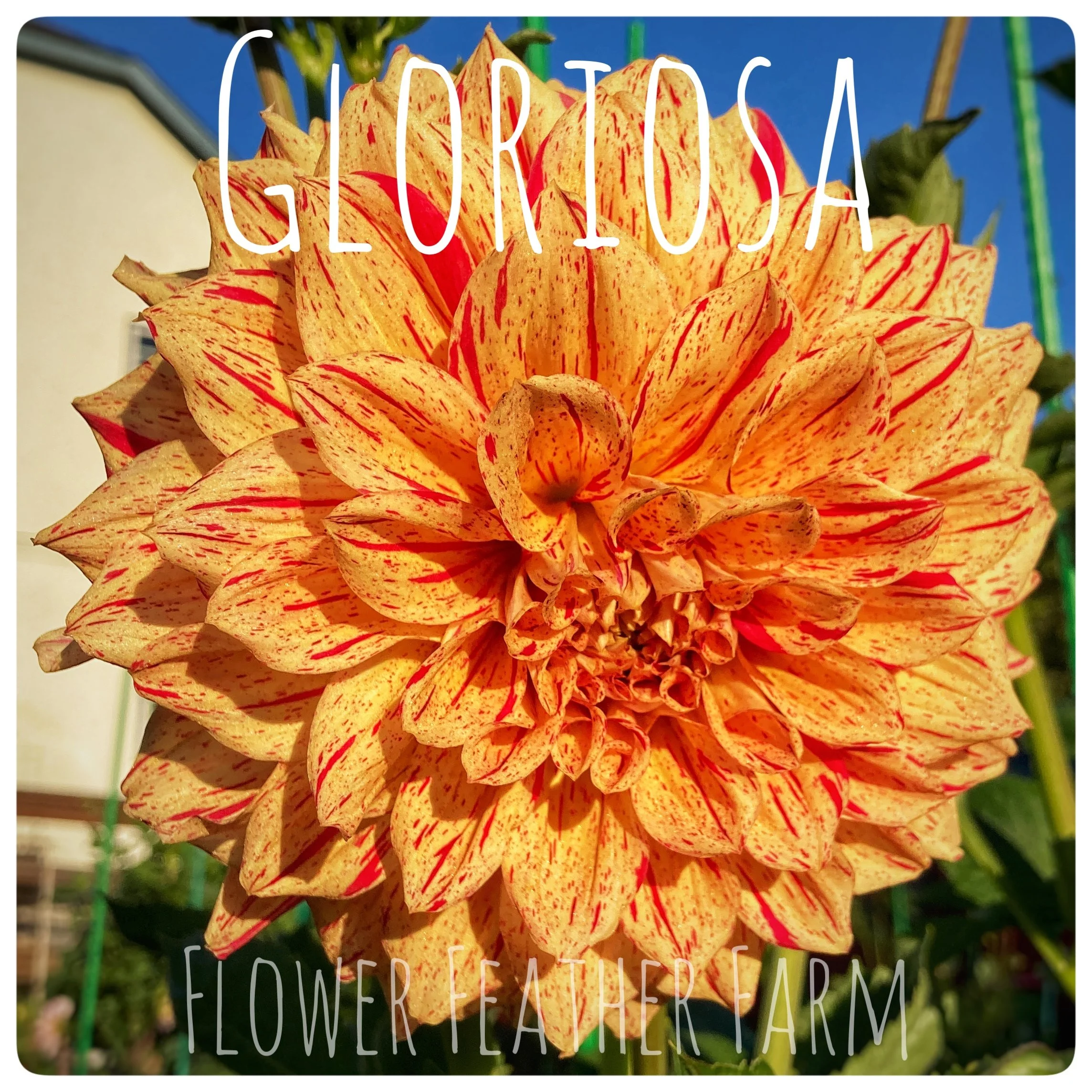 Gloriosa Dahlias at Flower Feather Farm, Specialty Chicks and Dahlia