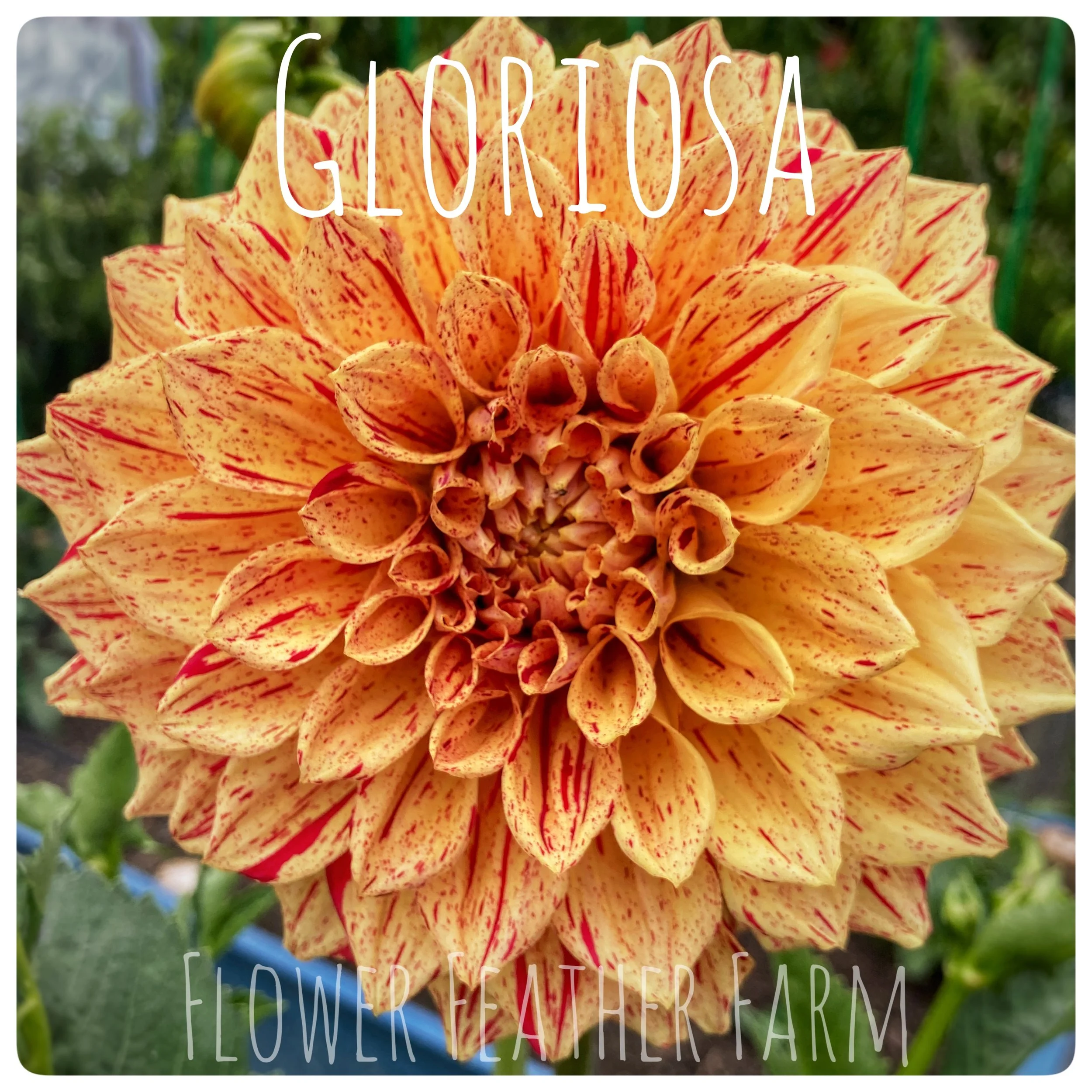 Gloriosa Dahlias at Flower Feather Farm, Specialty Chicks and Dahlia