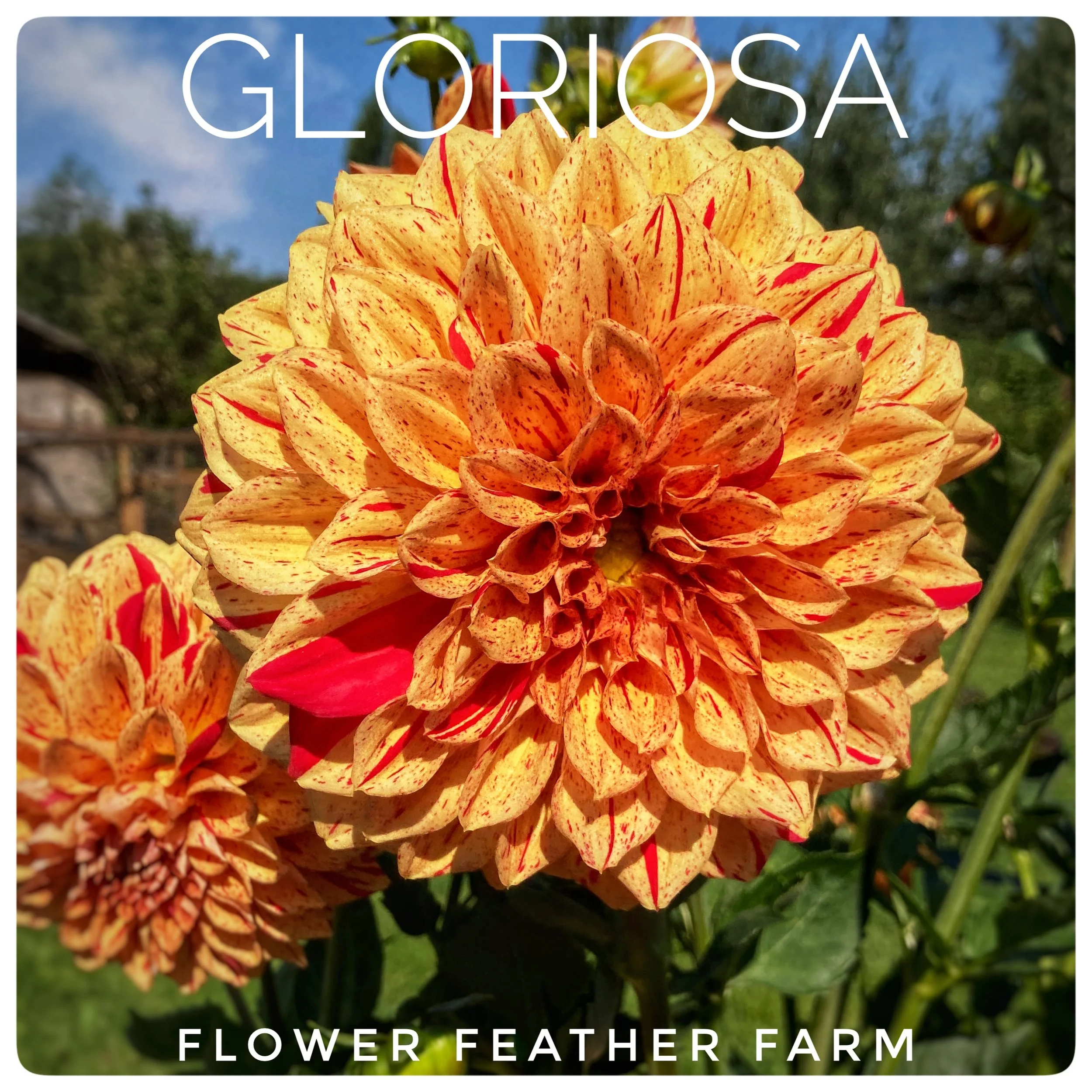 Gloriosa Dahlias at Flower Feather Farm, Specialty Chicks and Dahlia
